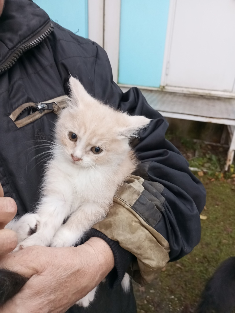 The little kittens really need a warm home. - No rating, The strength of the Peekaboo, Kittens, Homeless animals, In good hands, cat, Kaluga region, Russia, VKontakte (link), Longpost