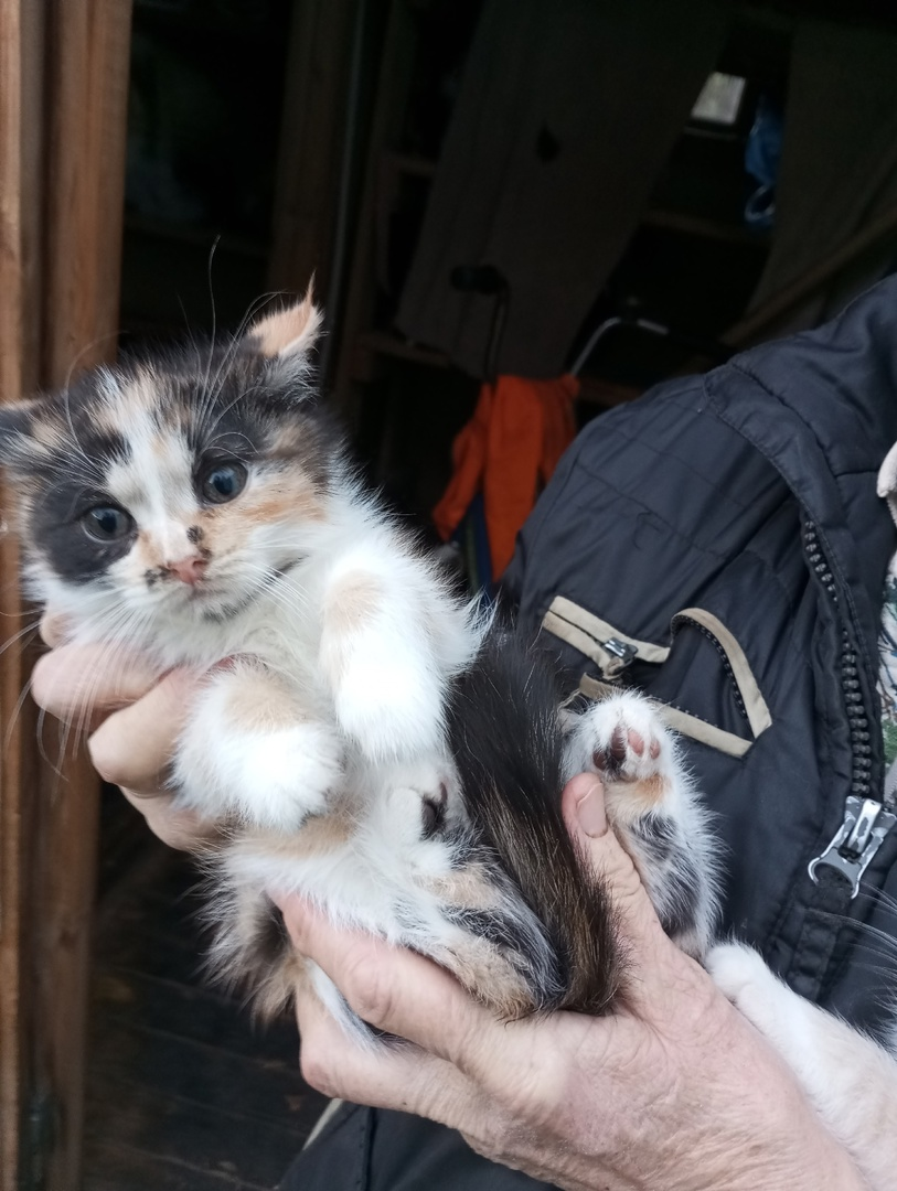 The little kittens really need a warm home. - No rating, The strength of the Peekaboo, Kittens, Homeless animals, In good hands, cat, Kaluga region, Russia, VKontakte (link), Longpost