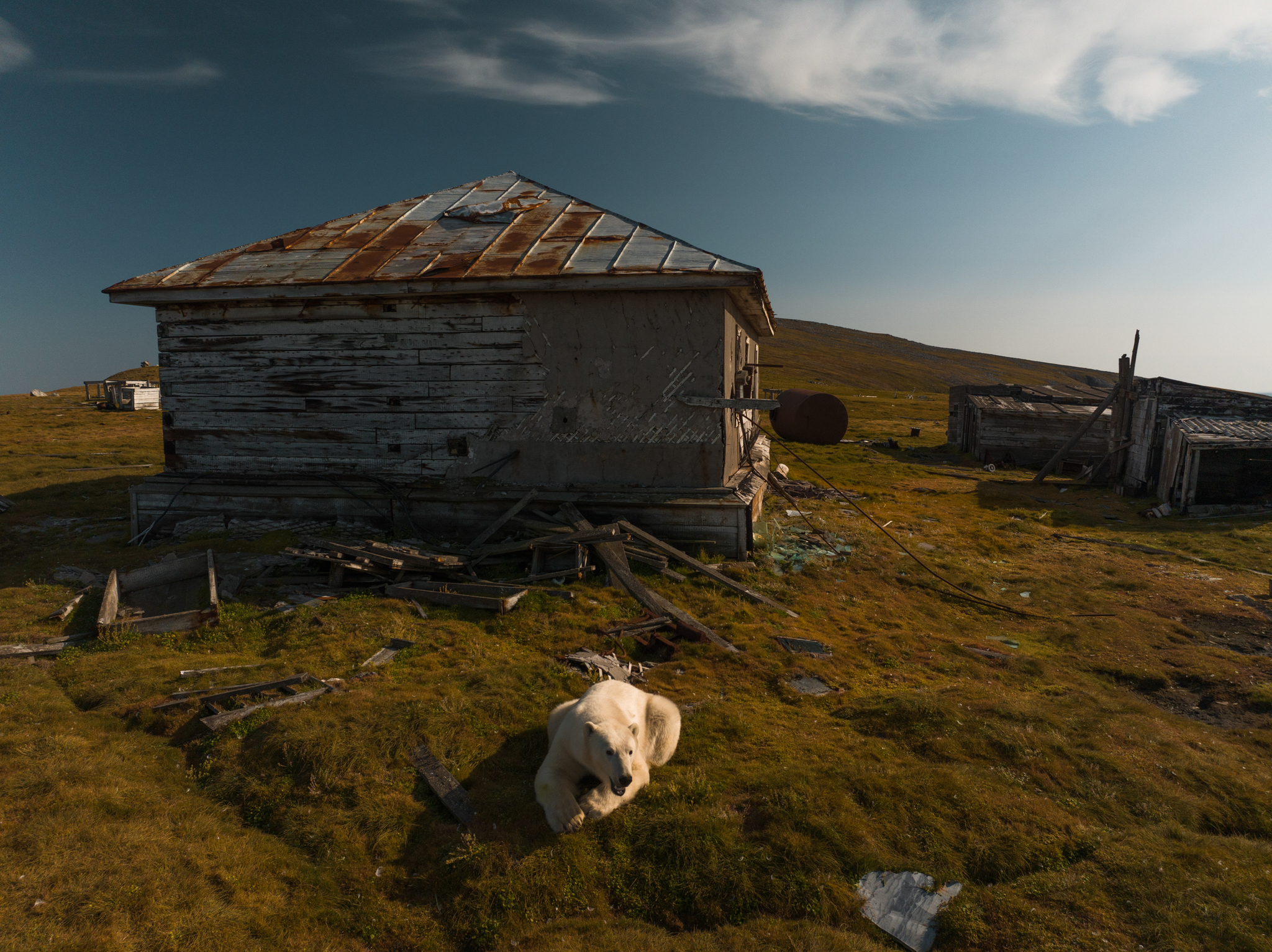 Polar bear - homebody - My, Travel across Russia, Дальний Восток, Travels, Nature, Animals, Chukotka, Island, North, Polar bear