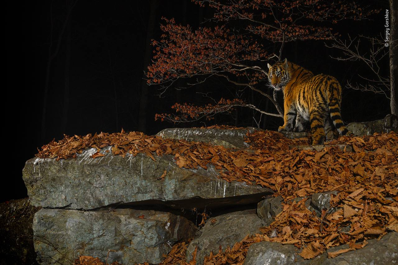 Amur tiger cub - Amur tiger, Tiger cubs, The photo, Sergey Gorshkov, Tiger, Cat family, Wild animals, Predatory animals, Big cats, Phototrap, beauty, wildlife, Telegram (link)