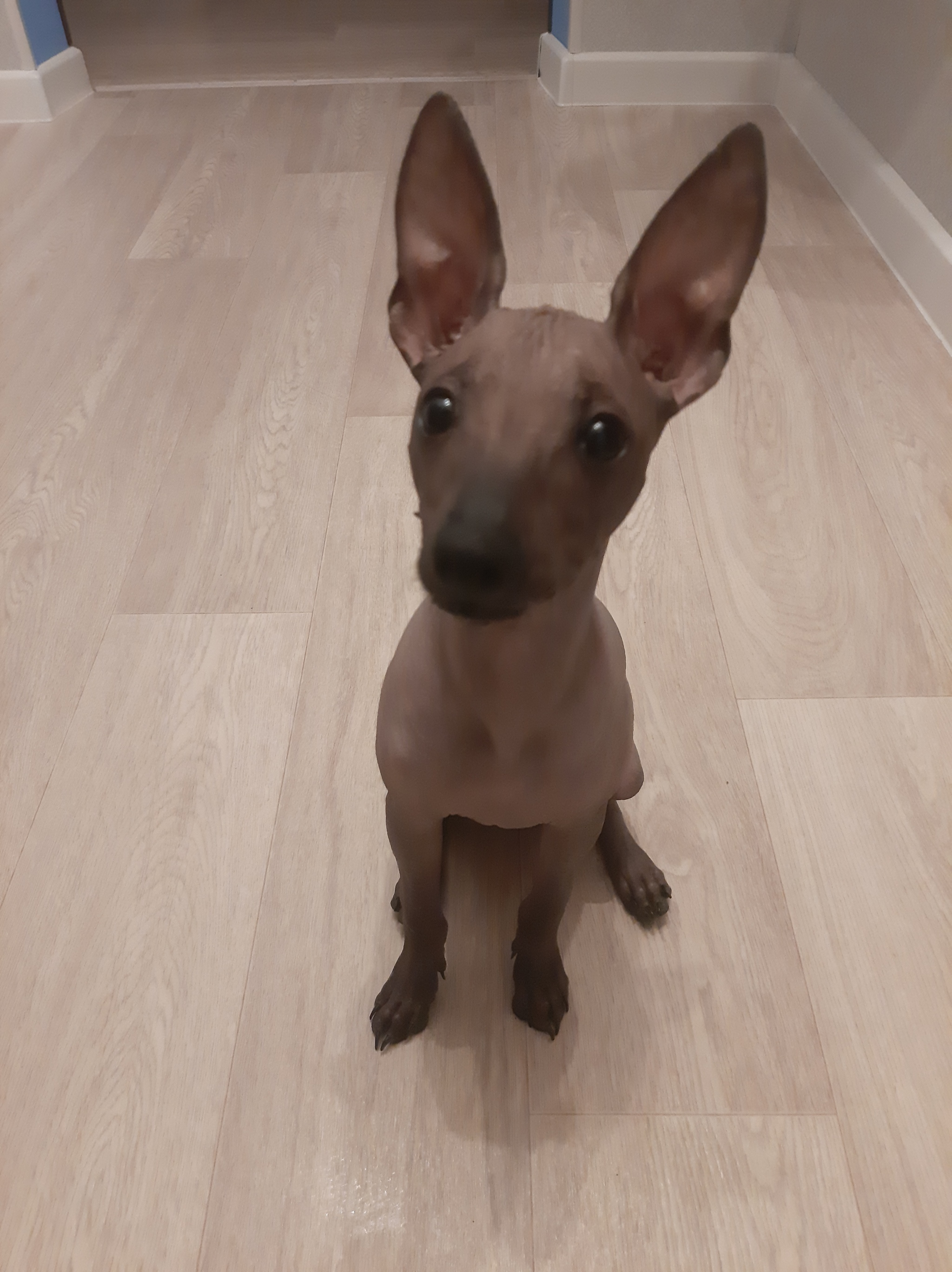 My puppy) - My, Dog, Puppies, Xoloitzcuintli