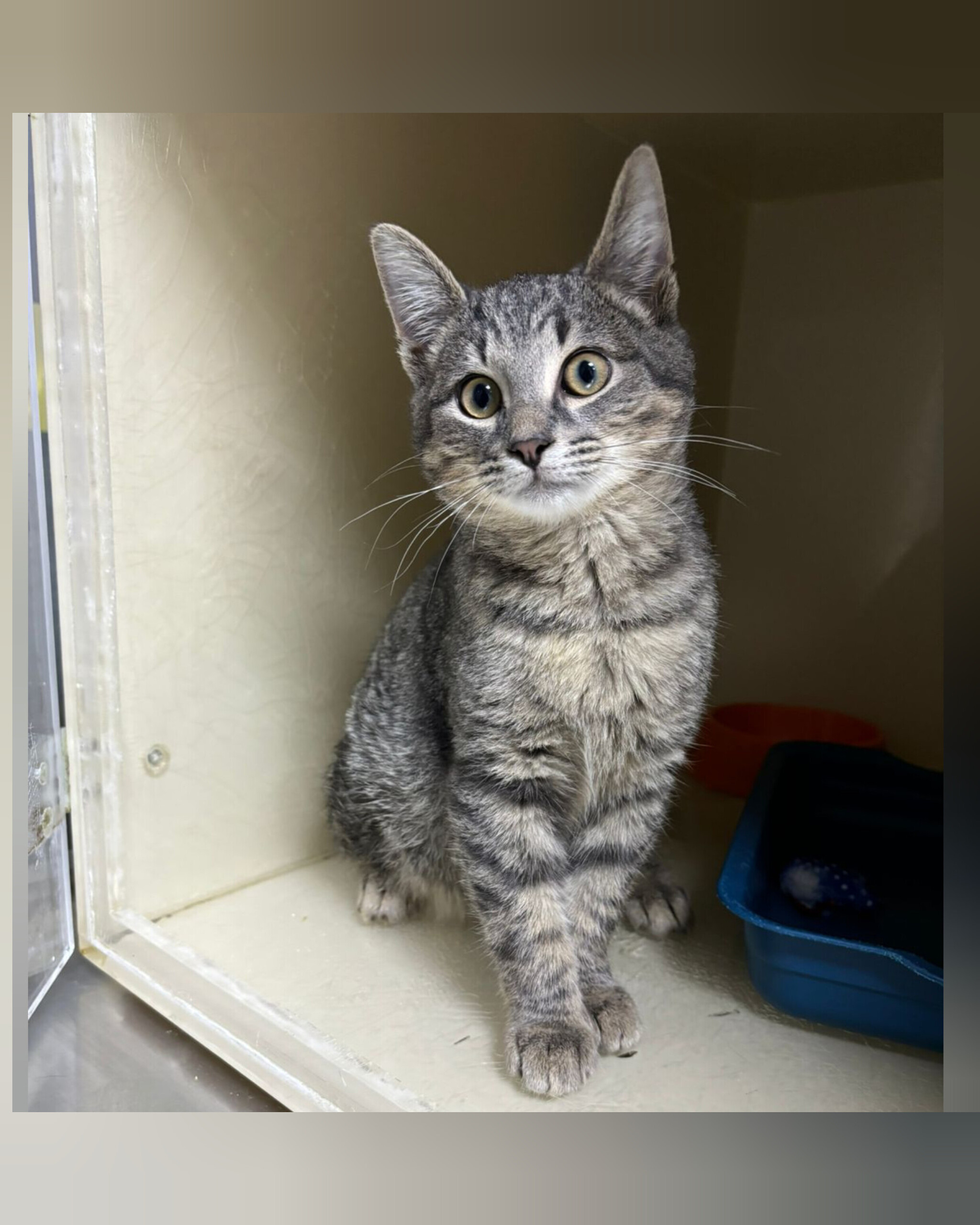 A sweet, affectionate gray kitten for good hands, as a gift - My, cat, Kittens, Small cats, Cat lovers, No rating, Longpost, In good hands, Is free, Animal shelter, Homeless animals, Pets, Animal Rescue, Moscow, Moscow region, Video, Vertical video