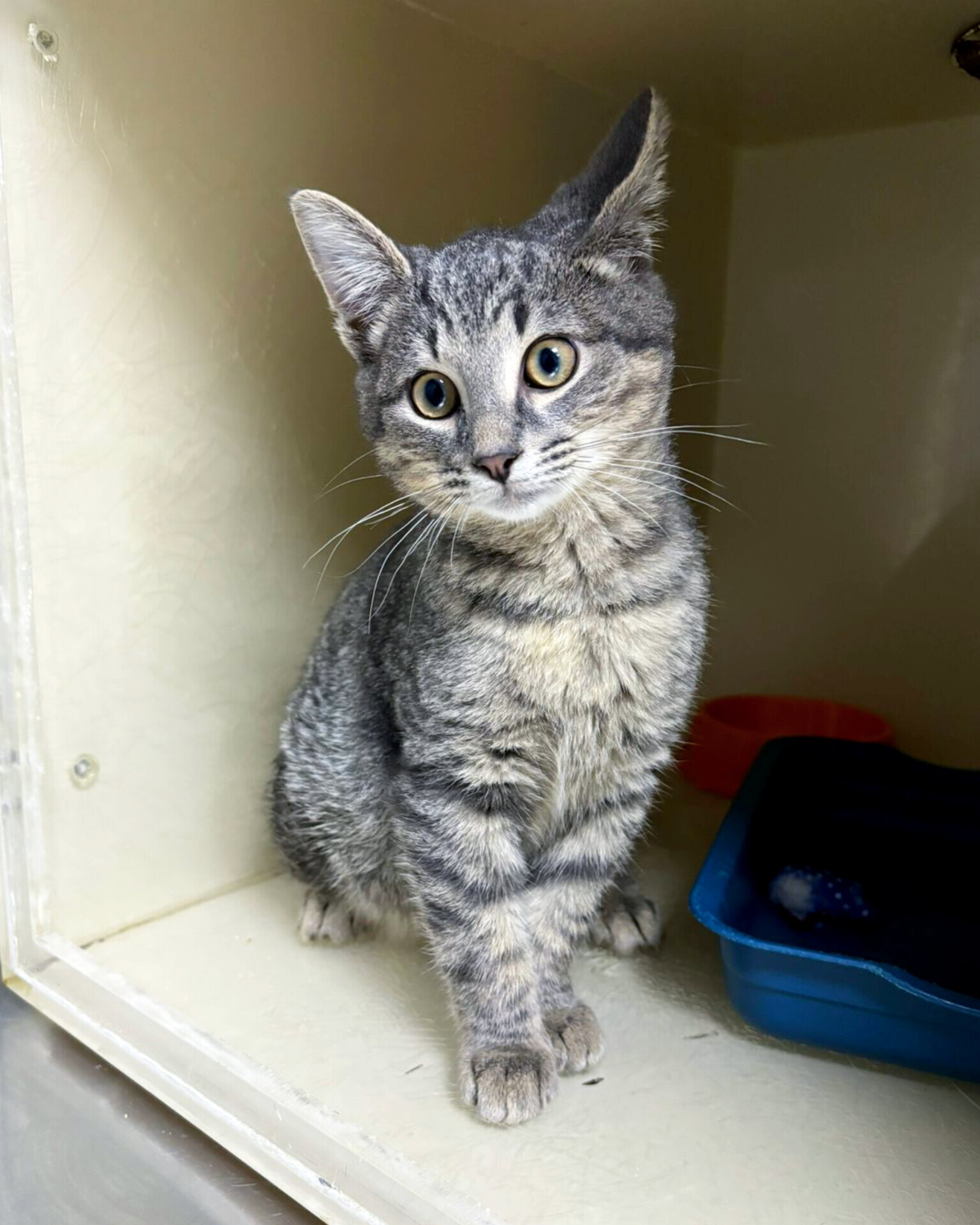 A sweet, affectionate gray kitten for good hands, as a gift - My, cat, Kittens, Small cats, Cat lovers, No rating, Longpost, In good hands, Is free, Animal shelter, Homeless animals, Pets, Animal Rescue, Moscow, Moscow region, Video, Vertical video