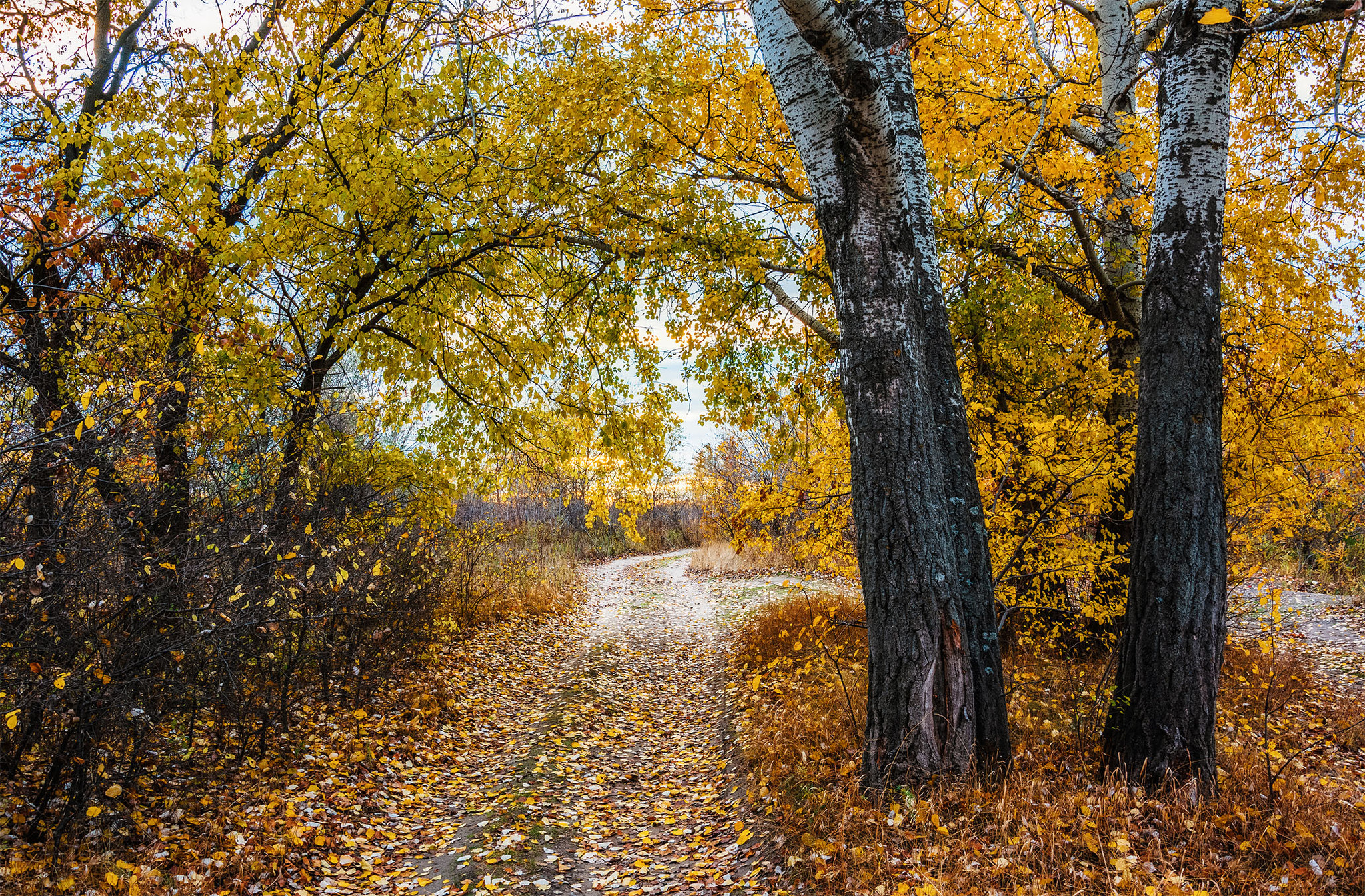 Золотая осень... - Моё, Фотография, Nikon, Природа, Пейзаж, Закат, Осень, Золото, Красивый вид