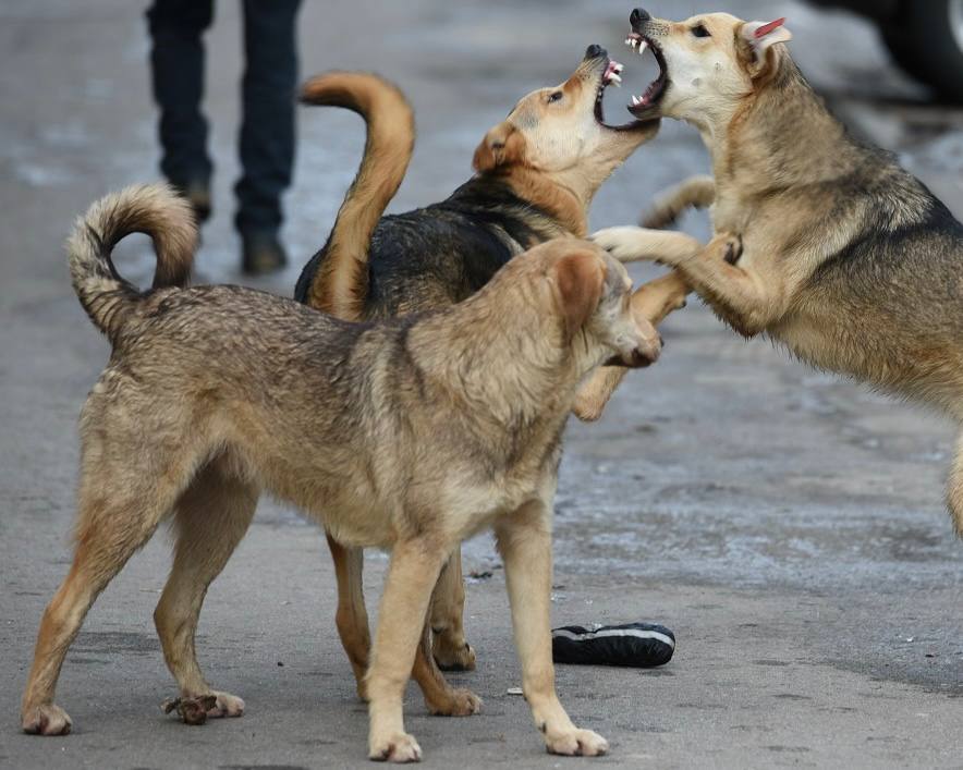 Fighting stray dogs (without any petitions) - Officials, The strength of the Peekaboo, Peekaboo, Dog, Stray dogs, Politics, Radical animal protection, Dog attack, Administration, Animal defenders, Corruption, Lawlessness, Russia, Pick-up headphones