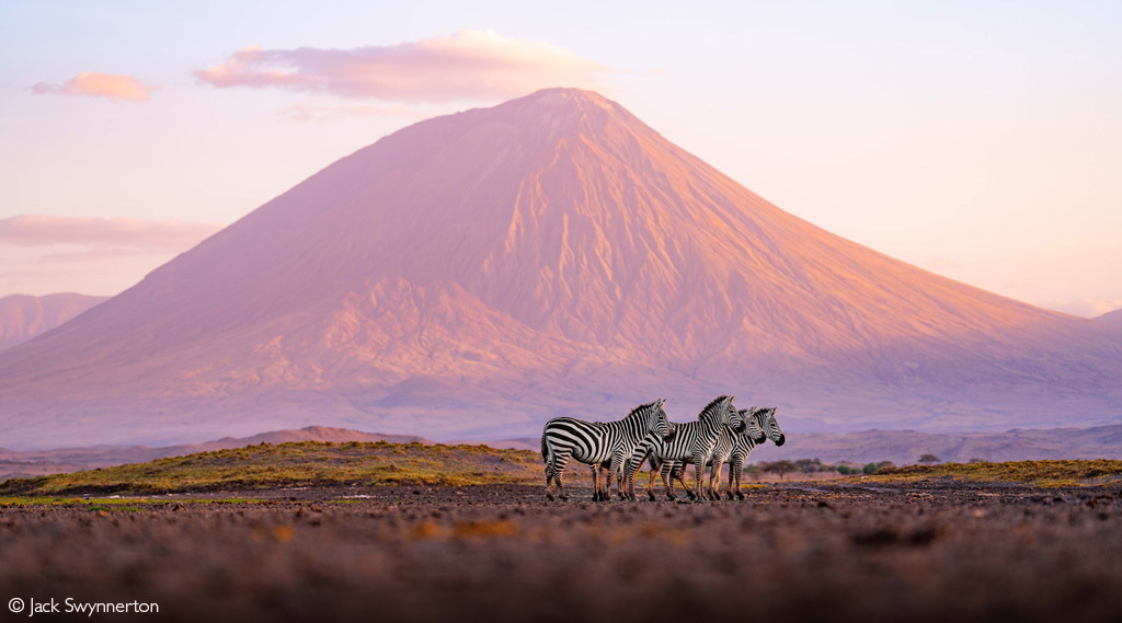 Zebras with Ol Doinyo Lengai volcano in the background - zebra, Odd-toed ungulates, Wild animals, wildlife, Volcano, Africa, The photo, Tanzania