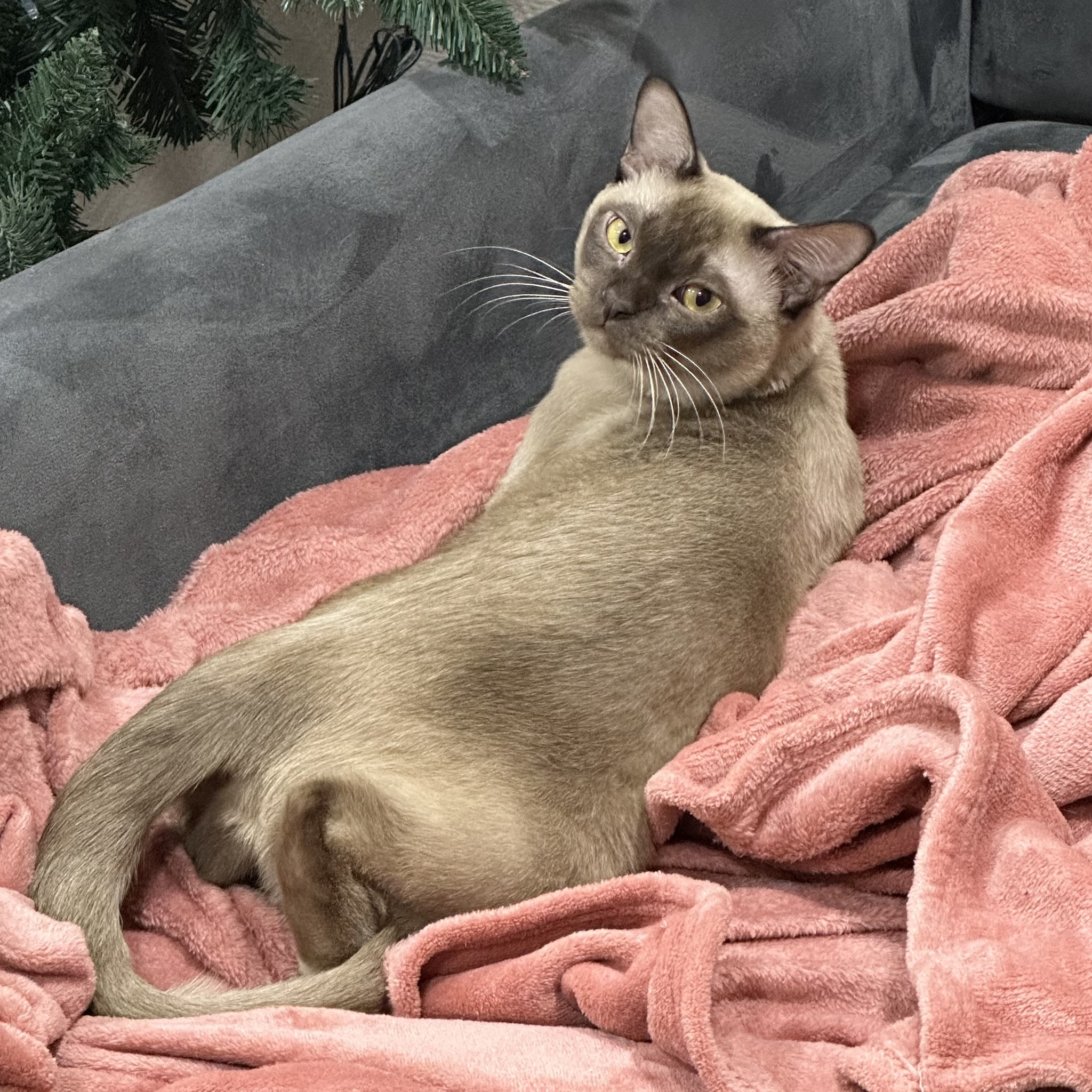 Just take a nice photo. - My, cat, Burmese, Pets