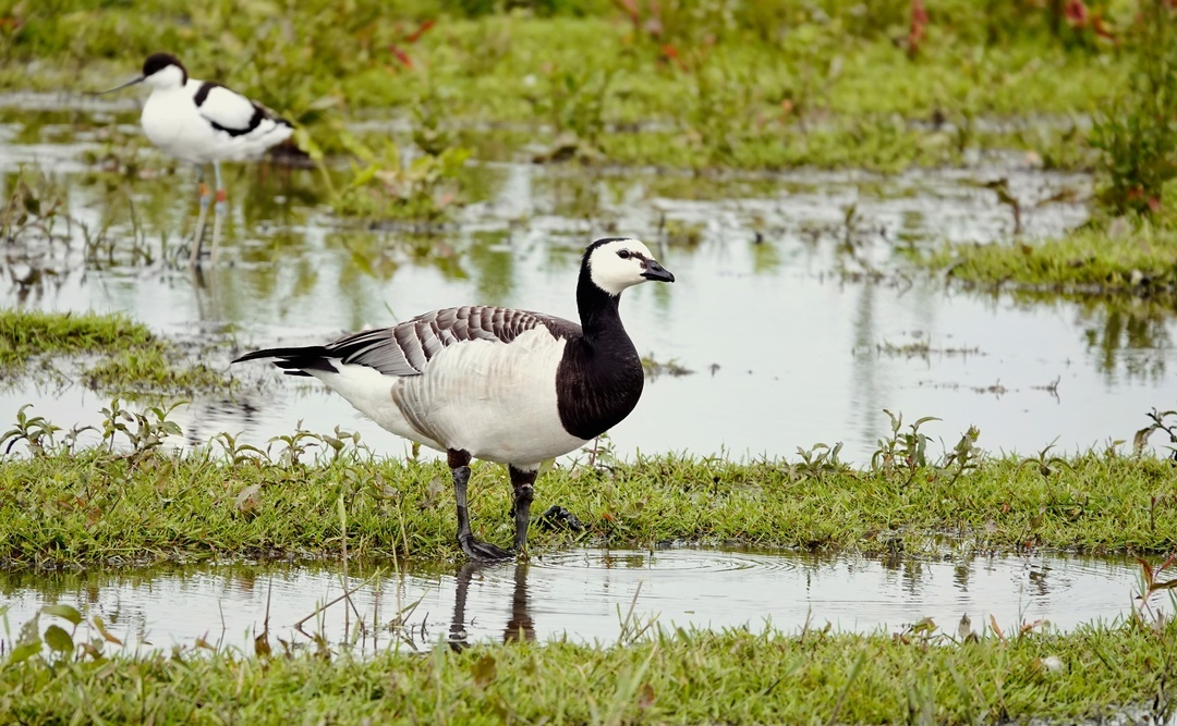 Barnacle Goose - My, The photo, Netherlands (Holland), Nature, Birds