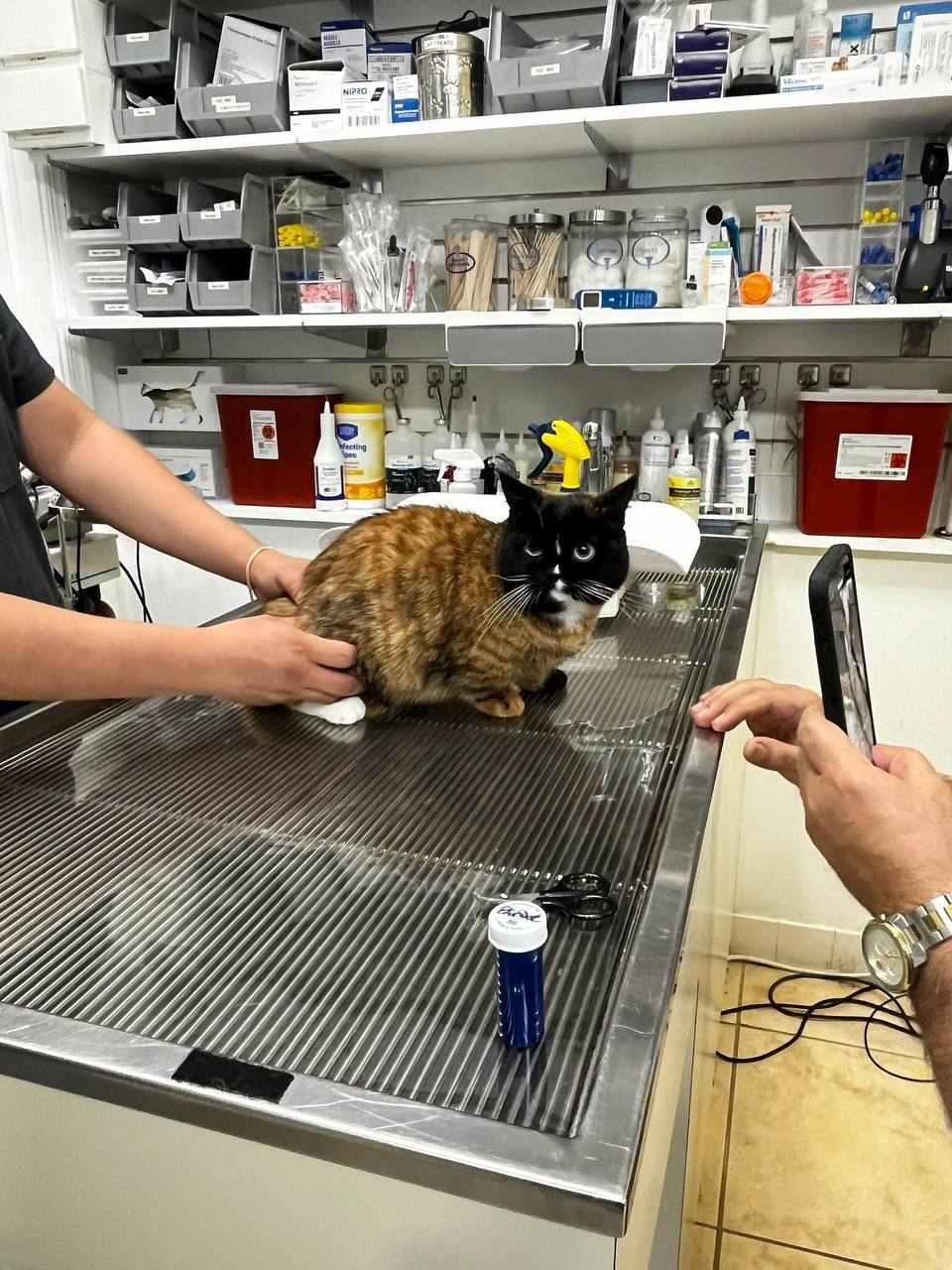 This is Bruce the cat with a rare mutation that makes him look like he was generated by a neural network or stitched together from different cats. - cat, Fluffy, Humor, Funny animals, Color, Unusual coloring, Fat cats, Pet the cat, Longpost