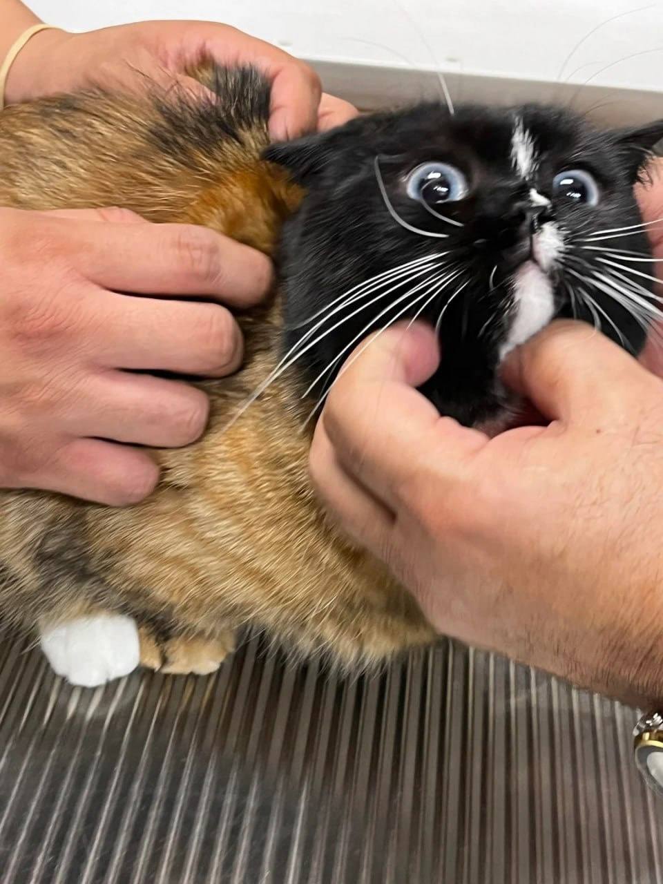 This is Bruce the cat with a rare mutation that makes him look like he was generated by a neural network or stitched together from different cats. - cat, Fluffy, Humor, Funny animals, Color, Unusual coloring, Fat cats, Pet the cat, Longpost