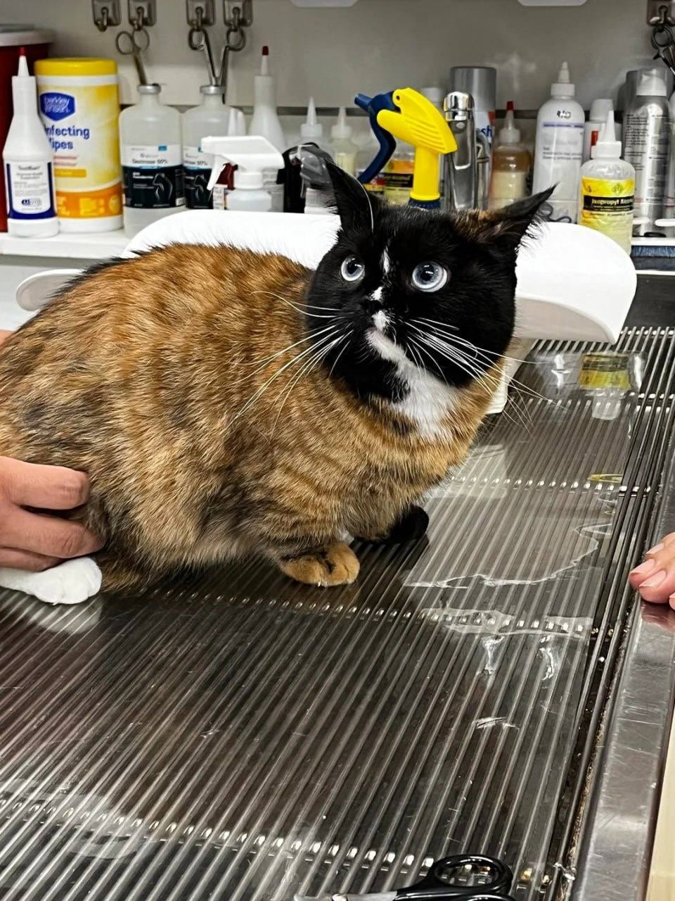 This is Bruce the cat with a rare mutation that makes him look like he was generated by a neural network or stitched together from different cats. - cat, Fluffy, Humor, Funny animals, Color, Unusual coloring, Fat cats, Pet the cat, Longpost