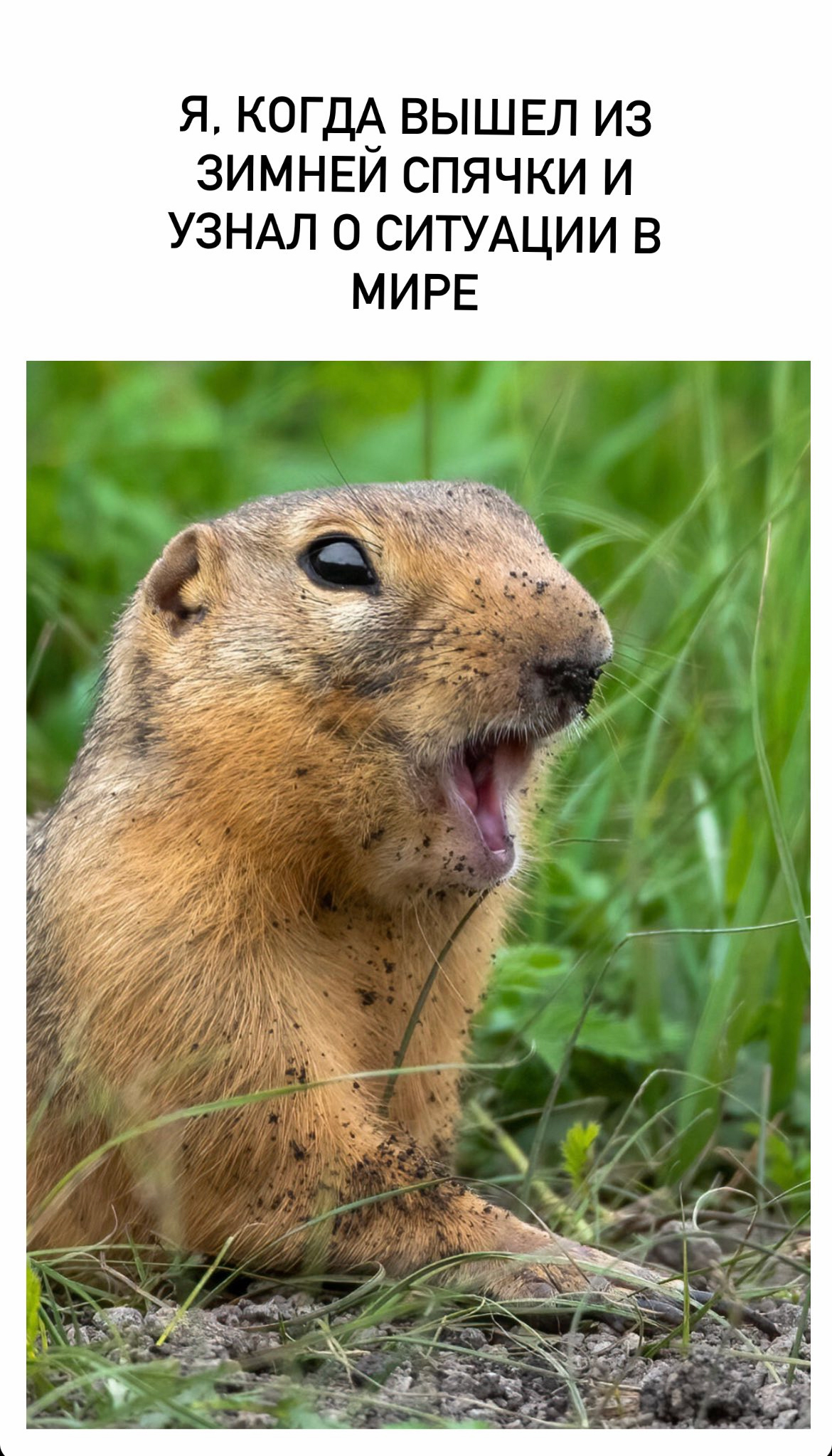 When you come out of hibernation - My, Wild animals, Animals, Photo hunting, The photo, Gopher, Peace, Hibernation, Memes, Humor, Picture with text