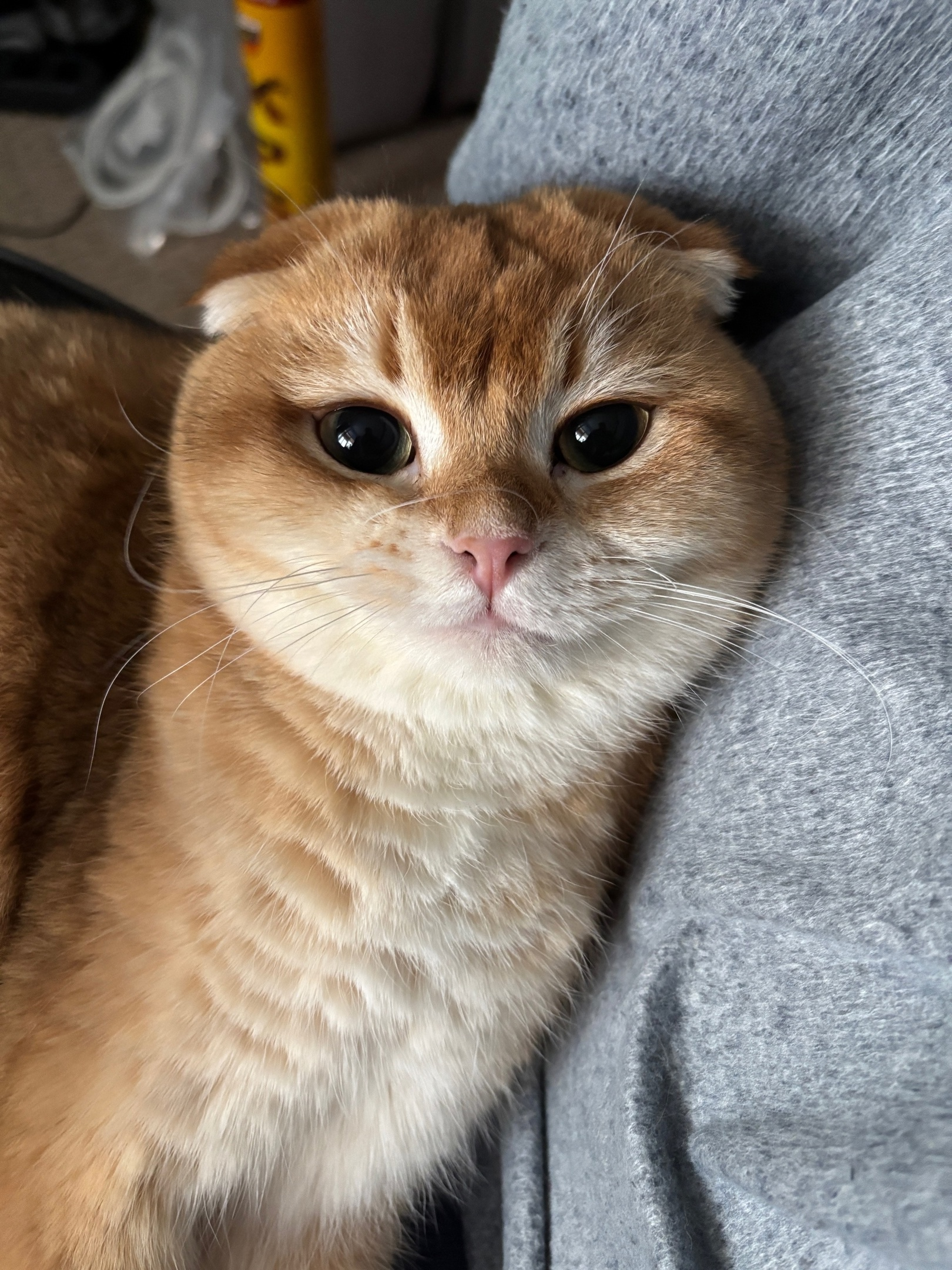 Well, go ahead, tell me. - My, cat, Fluffy, Pets, Milota, Scottish lop-eared, The photo