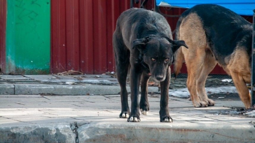 Kemerovo Region Passes Law on Killing Stray Animals - Stray dogs, news, Kemerovo region - Kuzbass, Law, Dog, Homeless animals