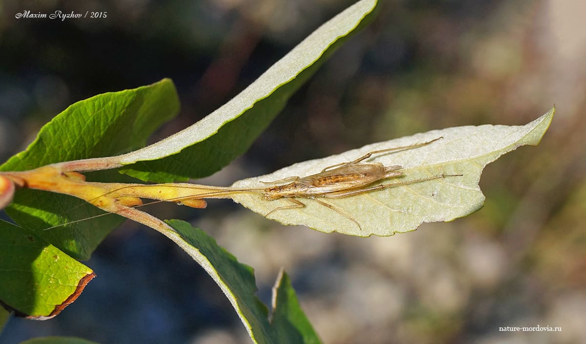 Common Trumpeter (Oecanthus pellucens) - My, Crickets, Insects, Entomology, Longpost