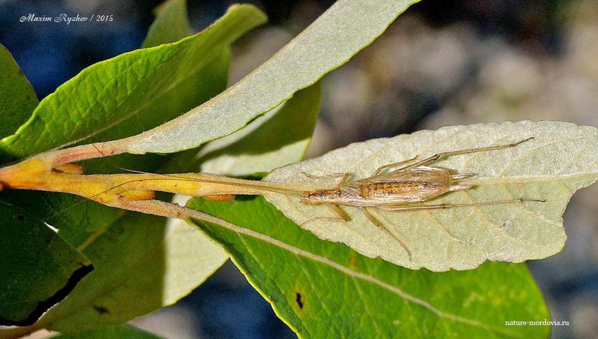 Common Trumpeter (Oecanthus pellucens) - My, Crickets, Insects, Entomology, Longpost