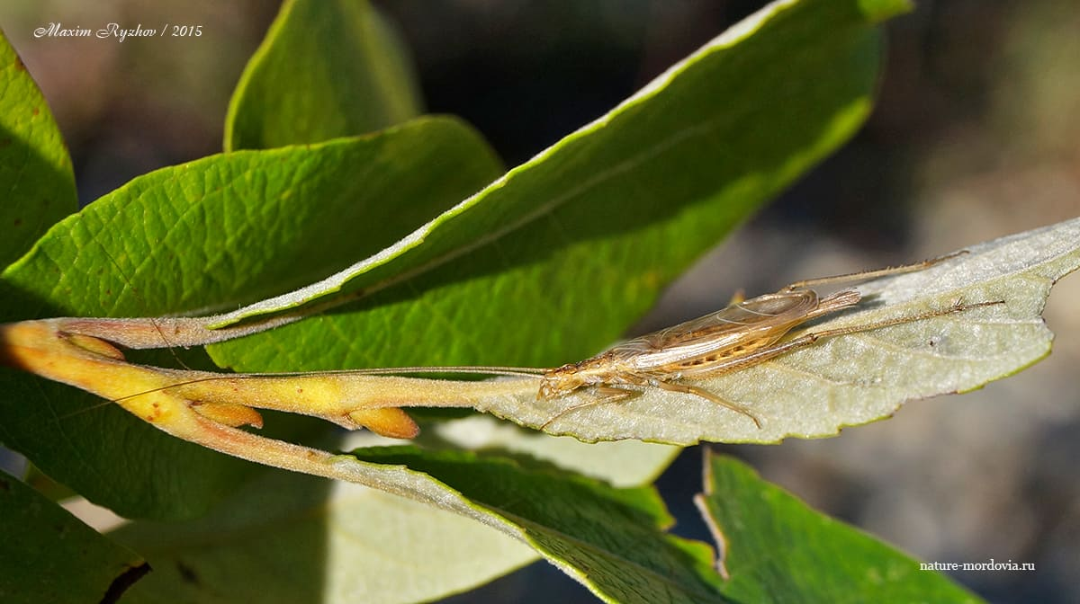 Common Trumpeter (Oecanthus pellucens) - My, Crickets, Insects, Entomology, Longpost