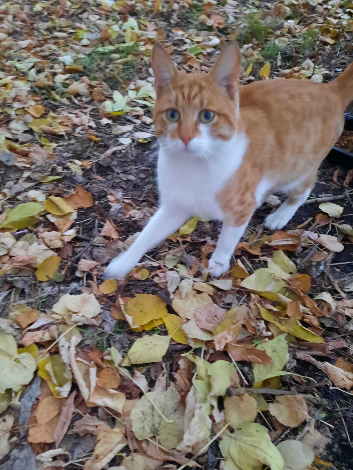 Moscow. Ryzhik on the street - Volunteering, Homeless animals, Pet the cat, Cat lovers, cat, Helping animals, In good hands, Longpost, Redheads