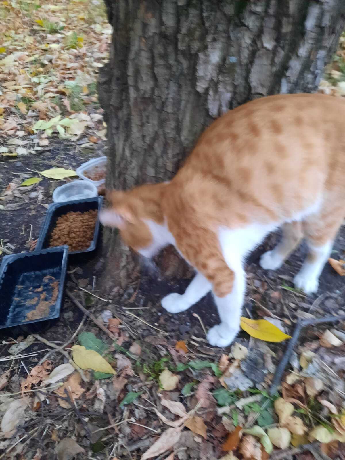 Moscow. Ryzhik on the street - Volunteering, Homeless animals, Pet the cat, Cat lovers, cat, Helping animals, In good hands, Longpost, Redheads