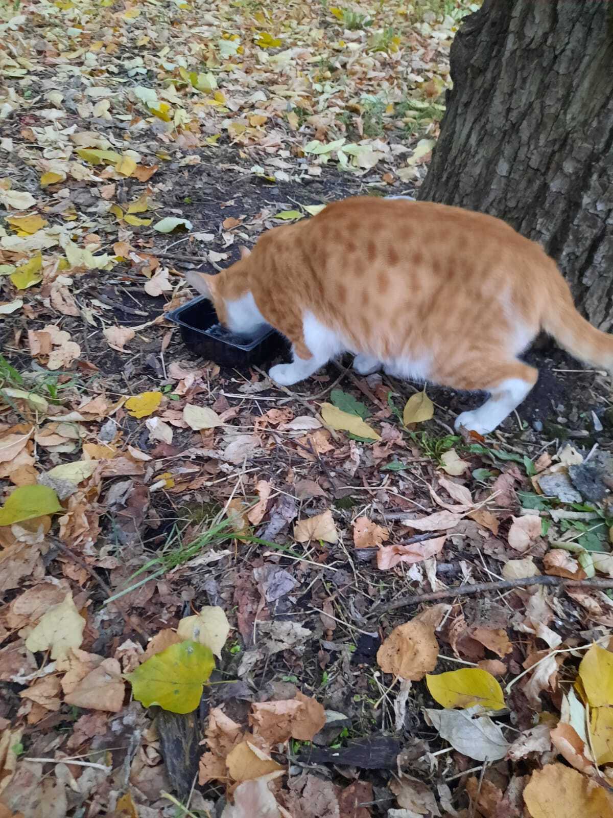 Moscow. Ryzhik on the street - Volunteering, Homeless animals, Pet the cat, Cat lovers, cat, Helping animals, In good hands, Longpost, Redheads