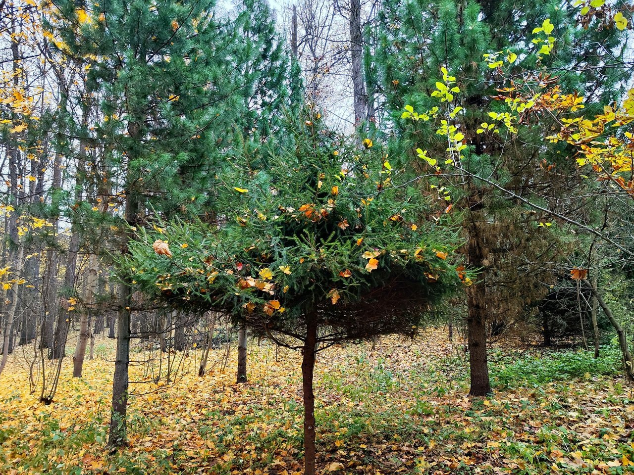 Spruce skirt - My, Crossposting, Christmas trees, Mobile photography, Nature, The park