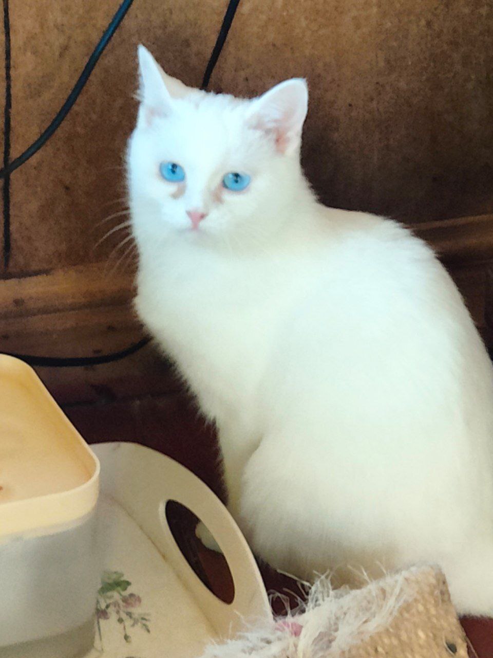 I continue to unravel the tangle. The official Munchkin breeder and the barn-concentration camp. The story of the deaf kitten Belyashka - My, cat, Munchkin, Breeders, Unscrupulous breeder, Video, Vertical video, Longpost