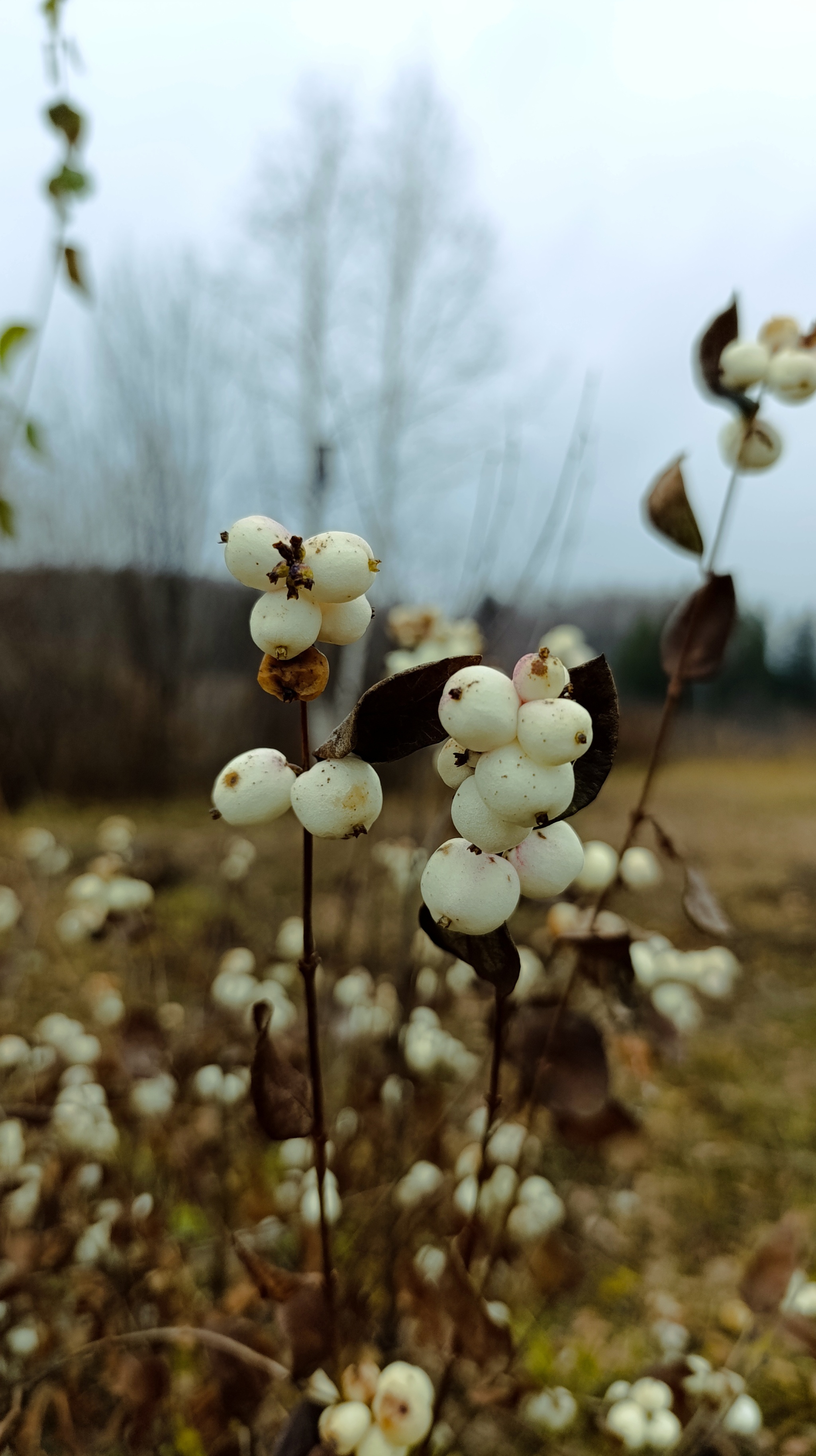 Winter is coming - My, The nature of Russia, Ural, Perm Territory, Mobile photography, Village, Longpost