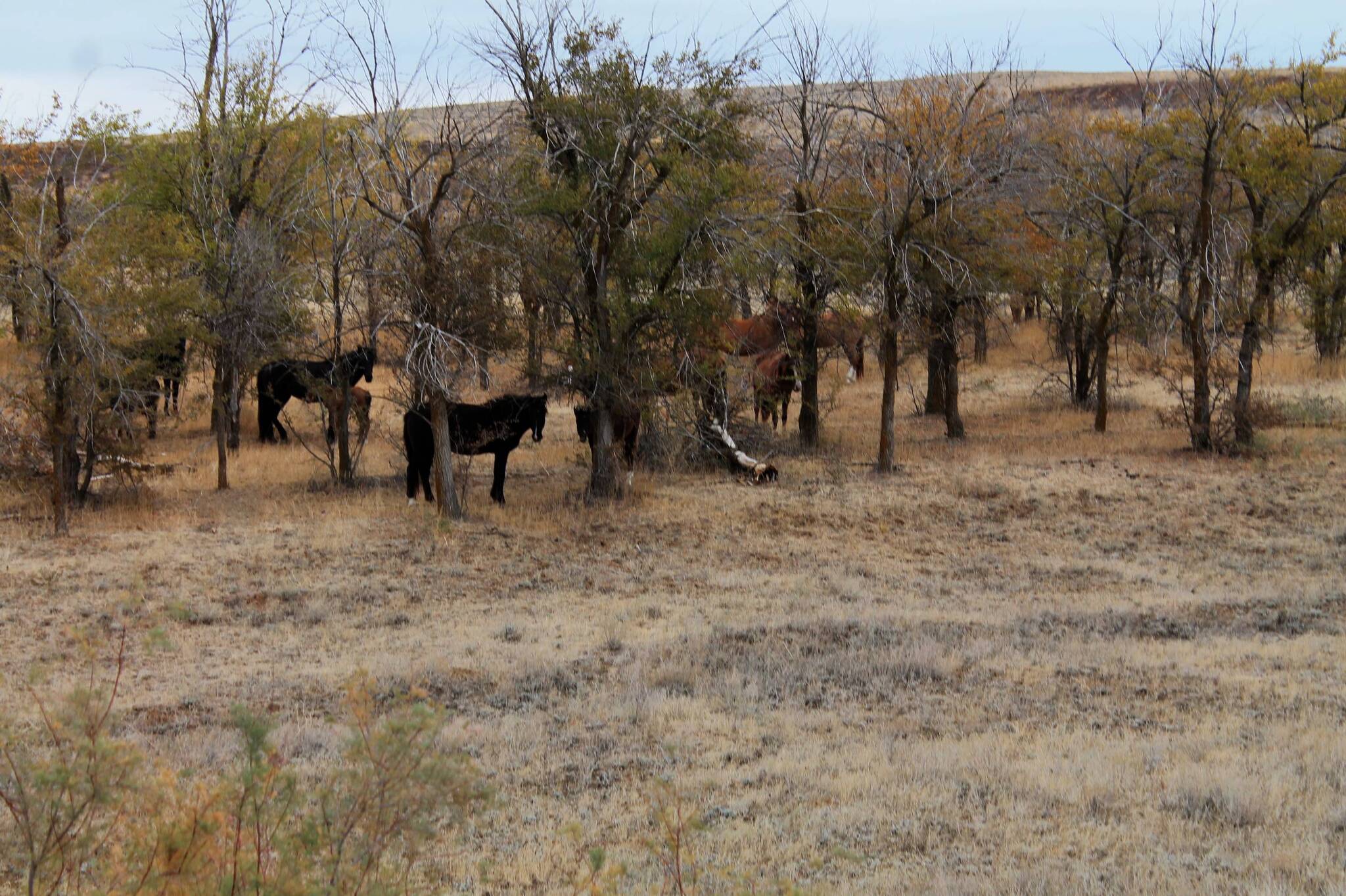 Don't peek! - My, The photo, Nature, Horses, Animals, Pets