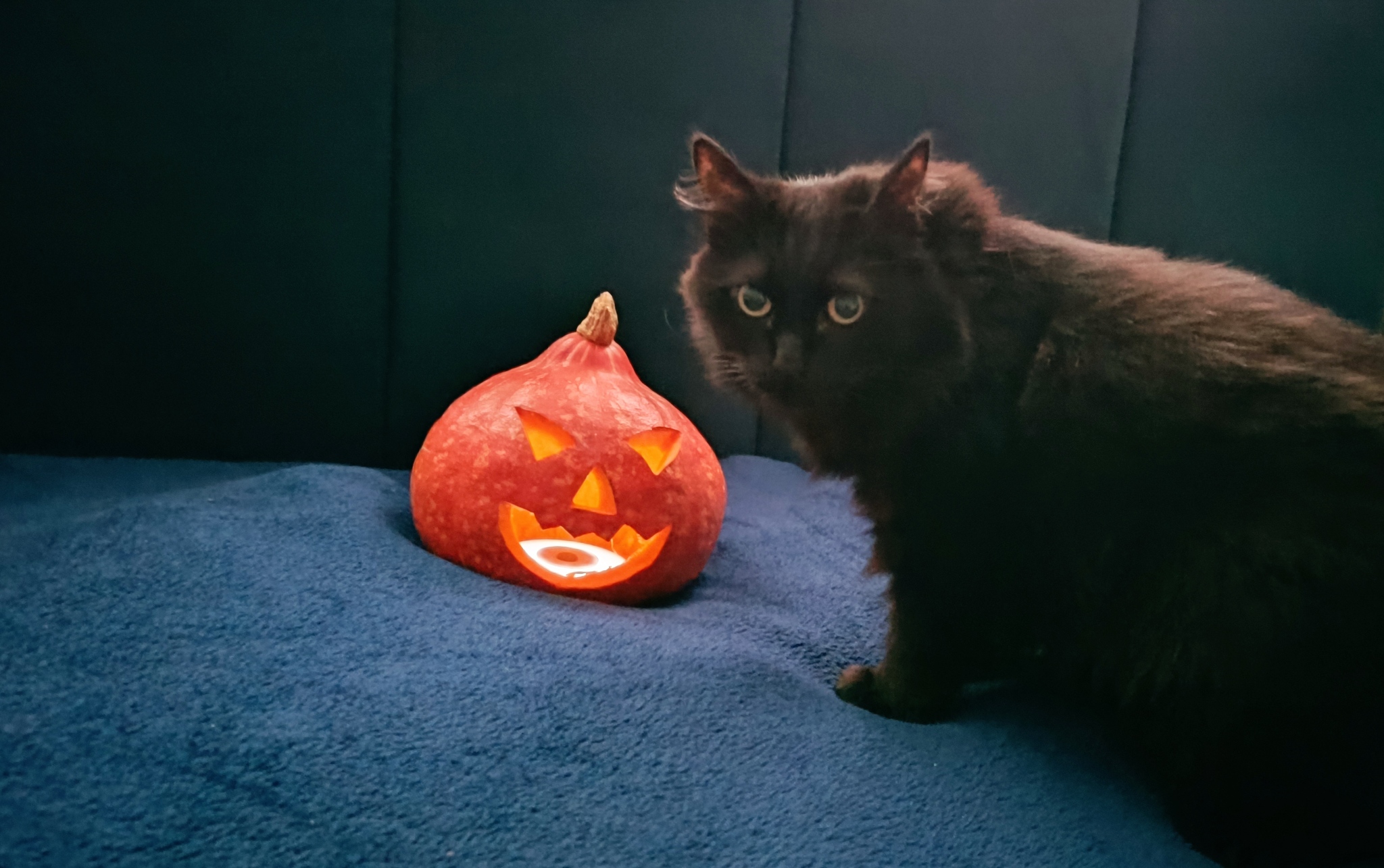 Happy Halloween - My, Halloween, Pumpkin, Halloween pumpkin, 30 years, Holidays, Longpost, Children, cat