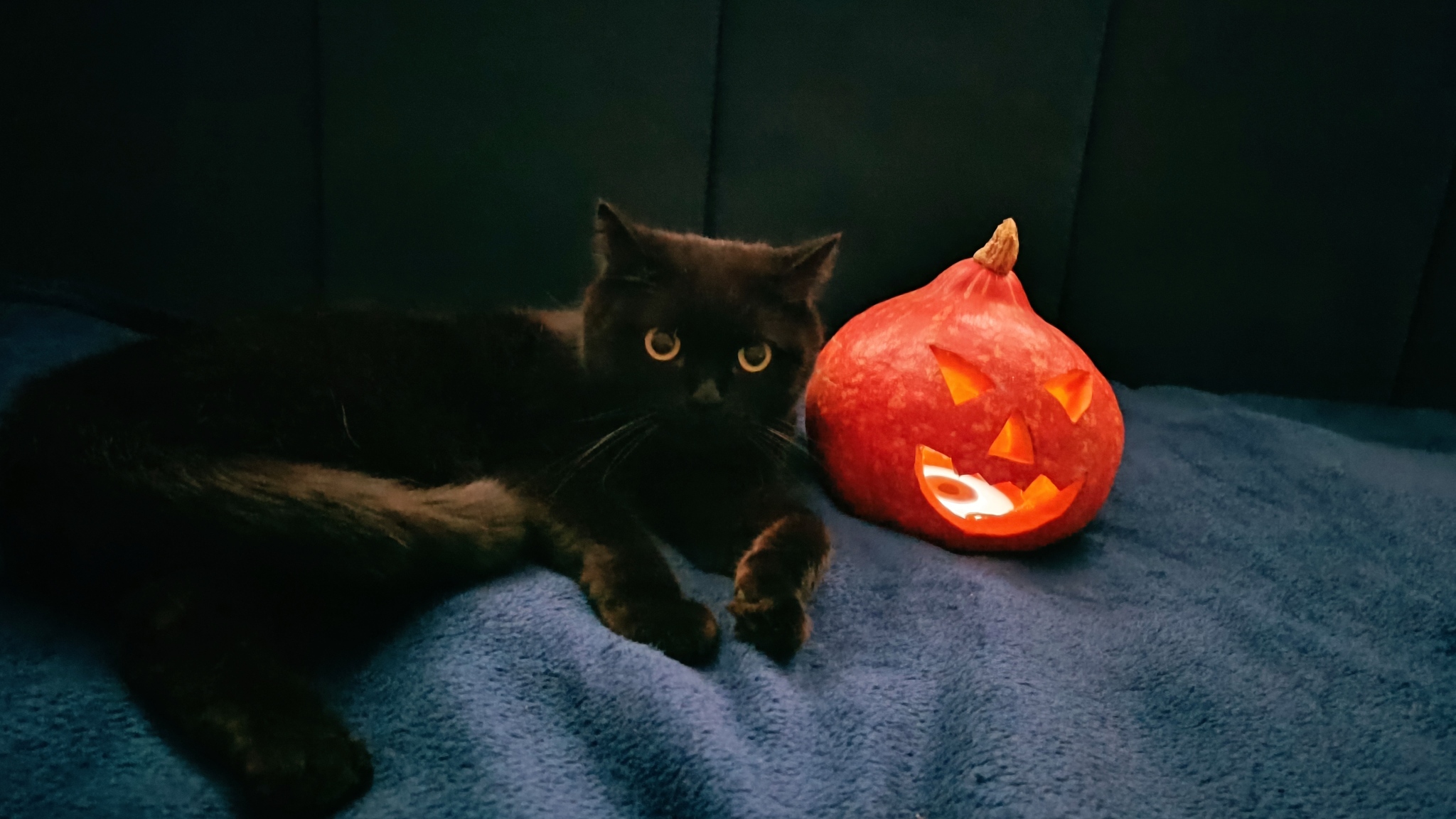 Happy Halloween - My, Halloween, Pumpkin, Halloween pumpkin, 30 years, Holidays, Longpost, Children, cat