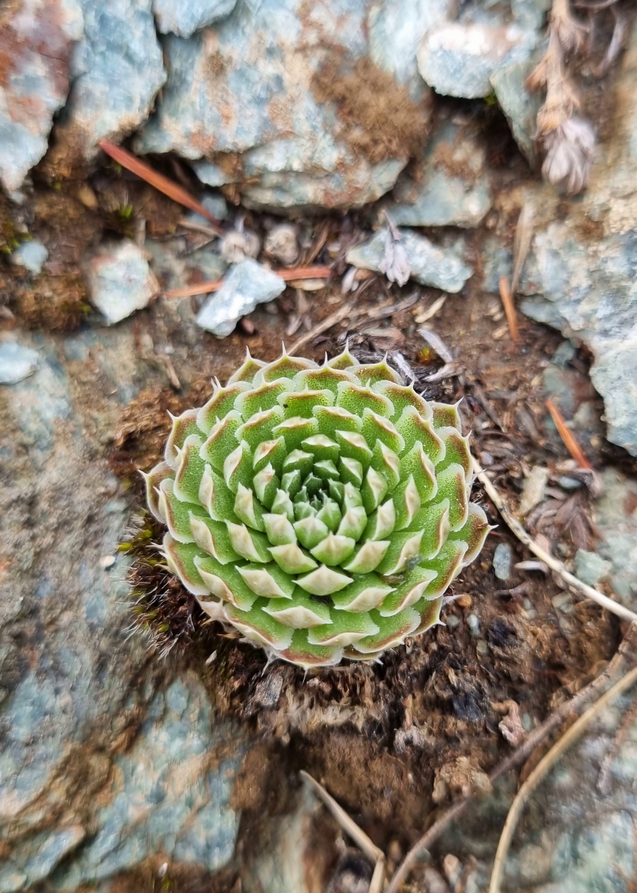 Rejuvenated - My, Altai Republic, The photo, Travels, June, Altai Mountains, Stone Rose, The rocks, Nature