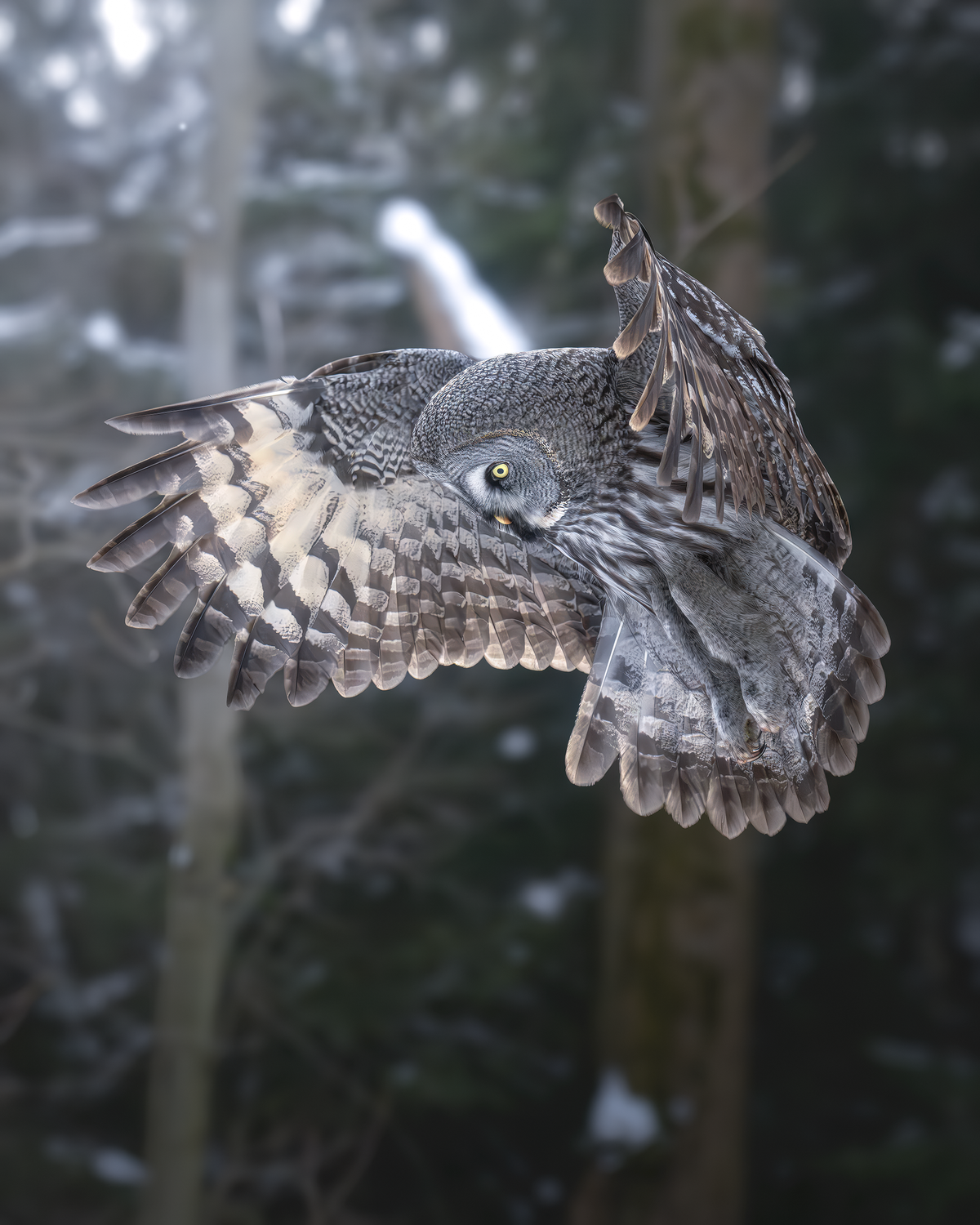 Horror flying on the wings of the night - Bearded Owl, The photo, Moscow, Predator birds, Birds, Owls, Wild animals