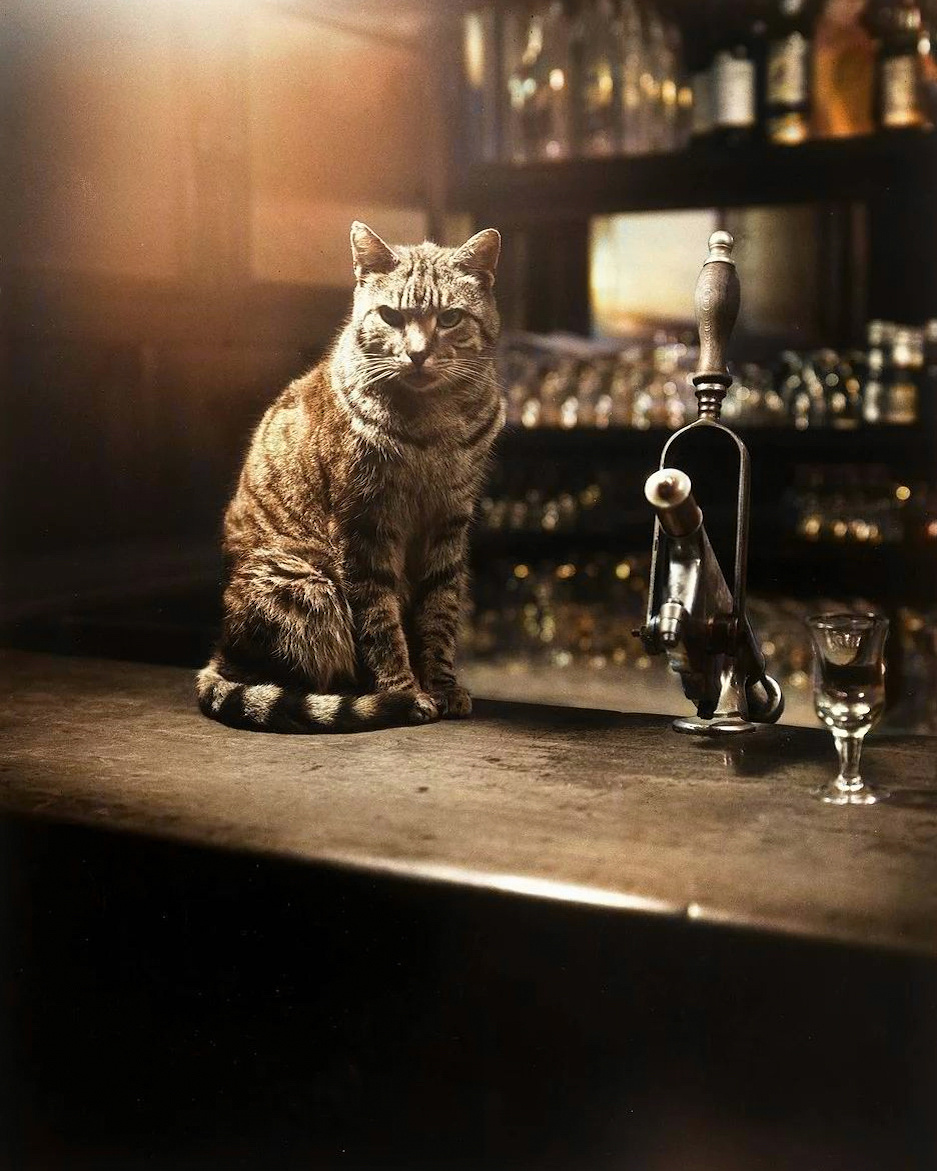 Seasoned bartender - cat, Bar