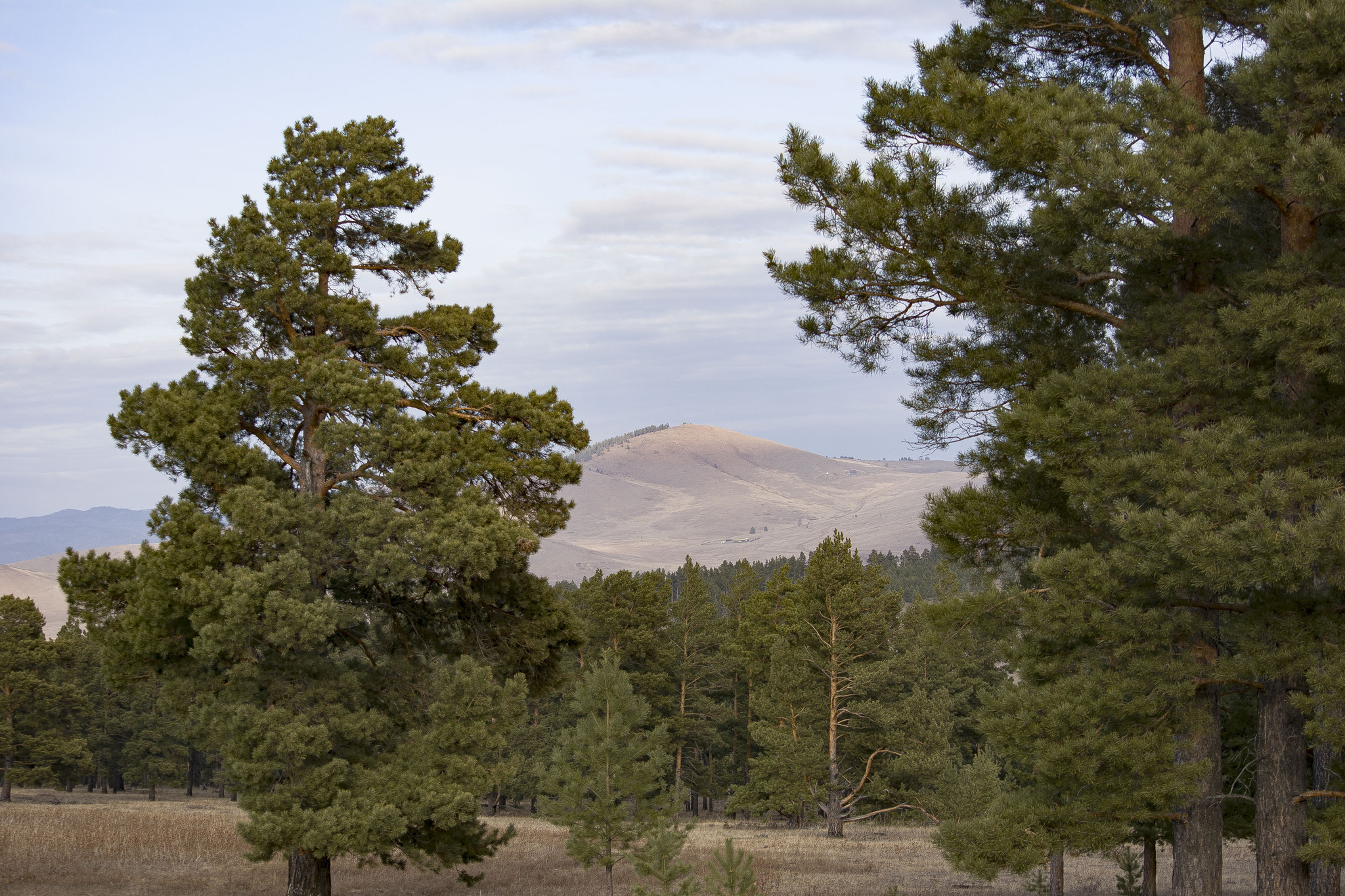 Walk - Transbaikalia, Wild animals, Plants, Buryatia, Longpost