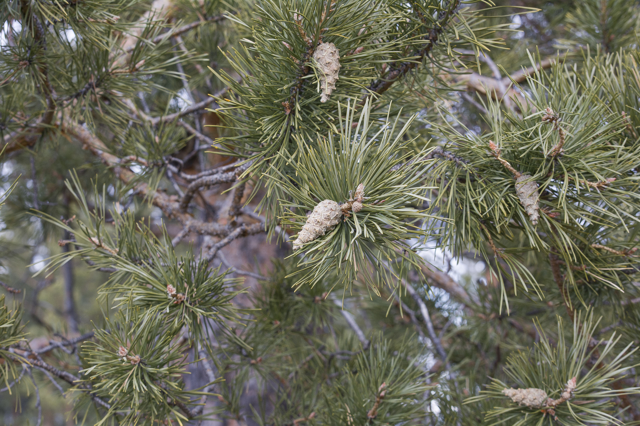 Walk - Transbaikalia, Wild animals, Plants, Buryatia, Longpost