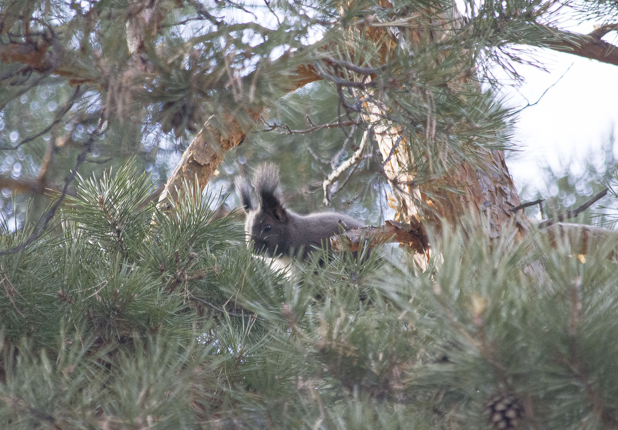 Walk - Transbaikalia, Wild animals, Plants, Buryatia, Longpost