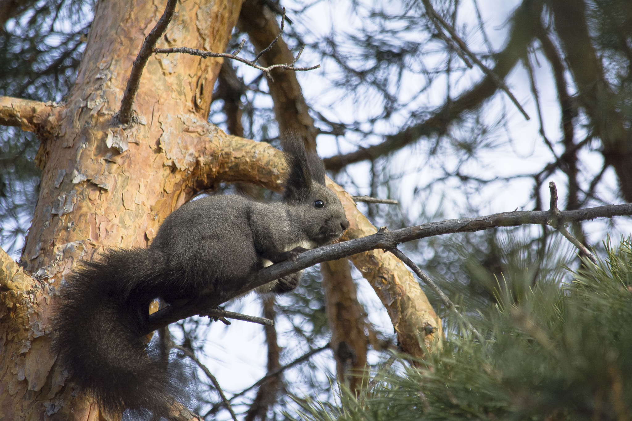 Walk - Transbaikalia, Wild animals, Plants, Buryatia, Longpost