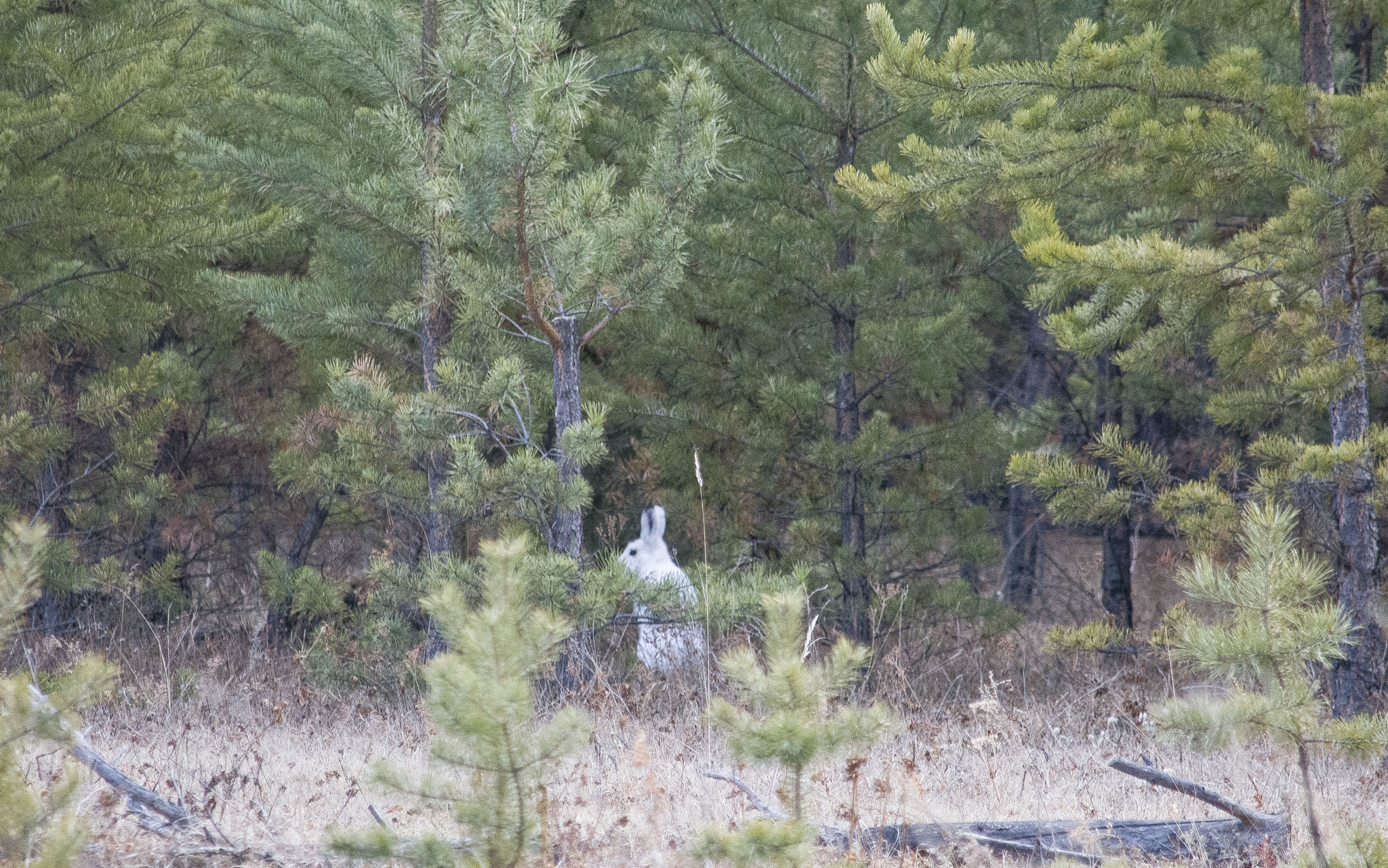 Walk - Transbaikalia, Wild animals, Plants, Buryatia, Longpost