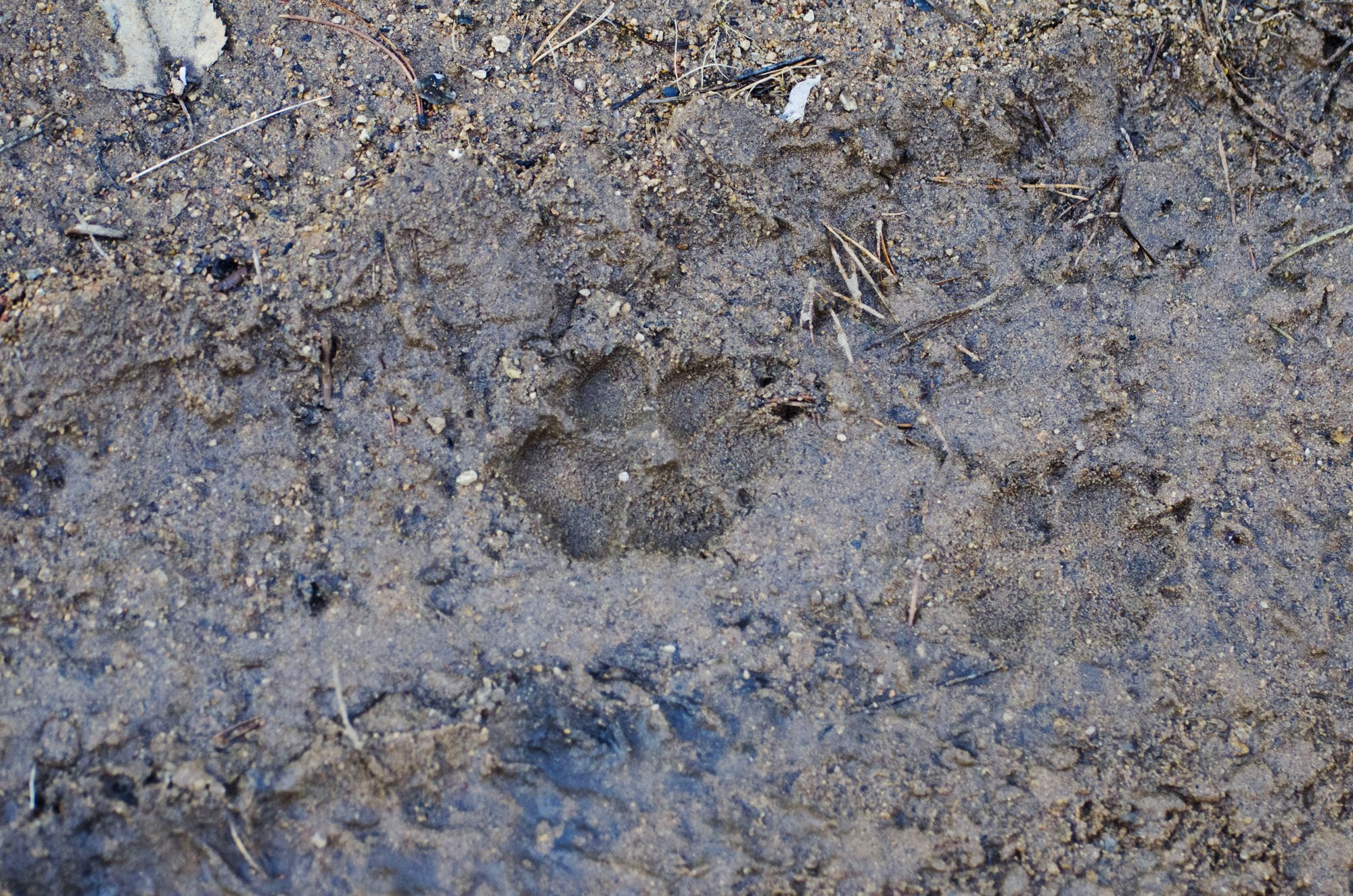 Walk - Transbaikalia, Wild animals, Plants, Buryatia, Longpost