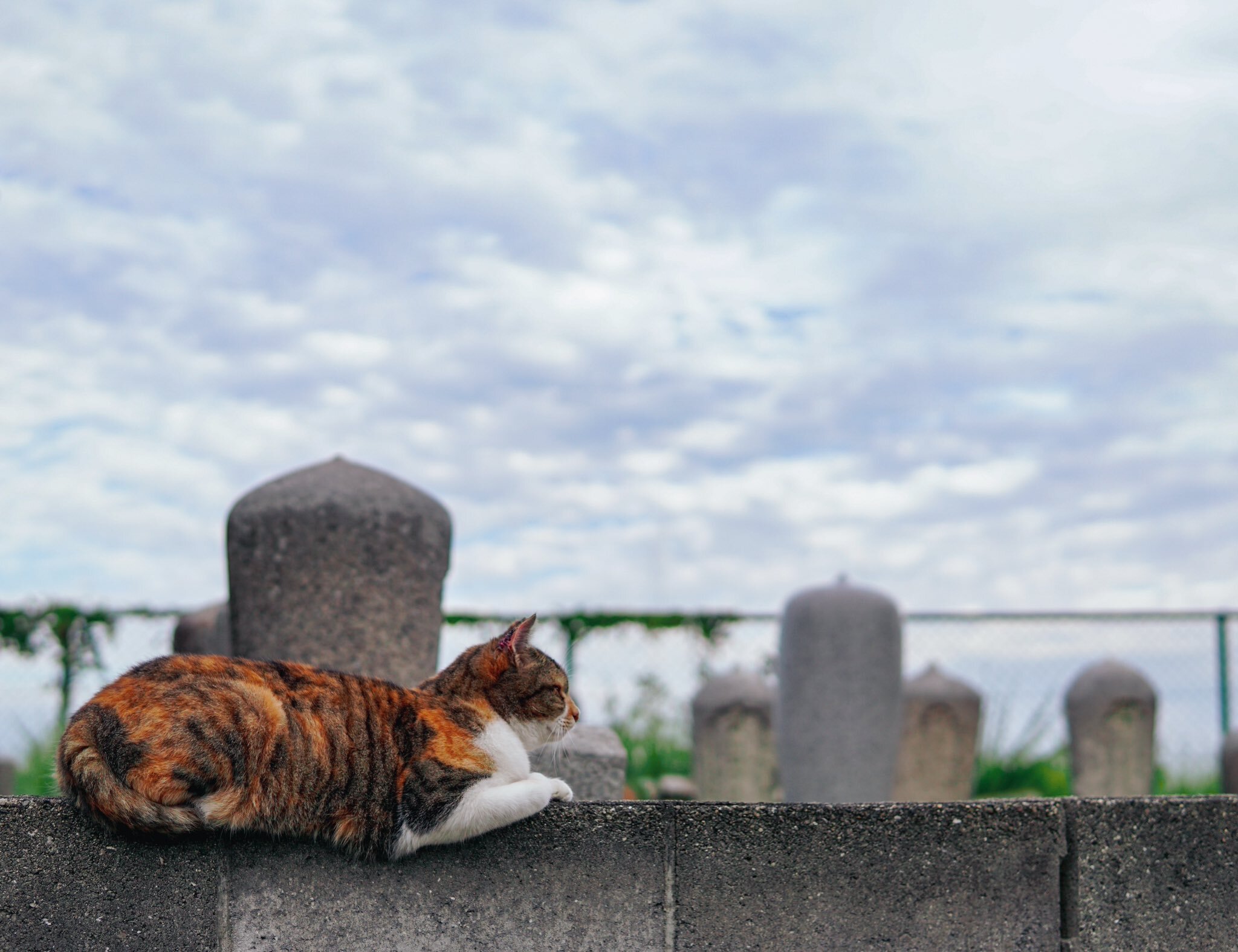 Tricolor - cat, Paws, Tricolor cat, Twitter (link)