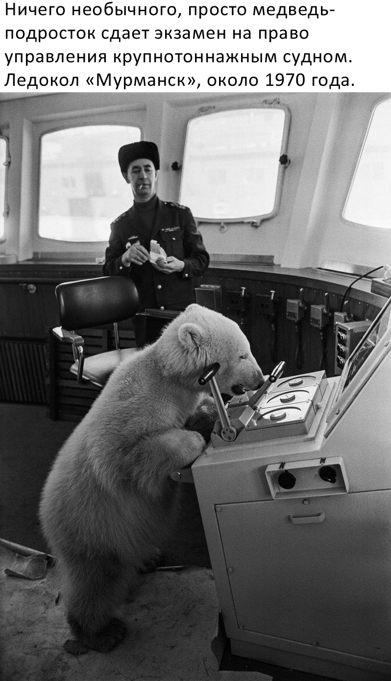 Nothing unusual - Humor, The photo, Black and white photo, The Bears, Polar bear, Icebreaker, Repeat, Picture with text