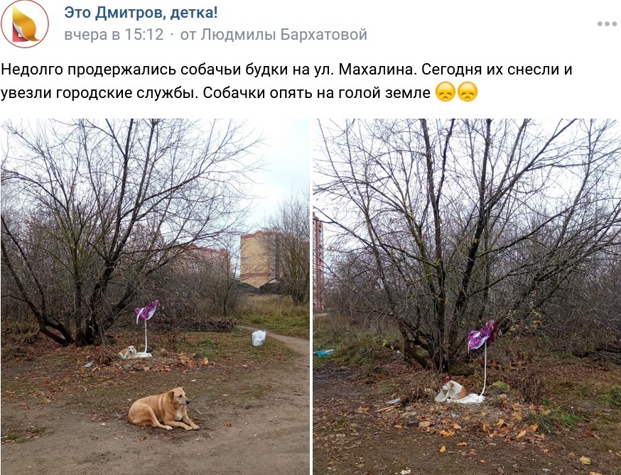 Dog kennels as decoration of the urban landscape - Radical animal protection, Urban crazy, Stray dogs, Screenshot, VKontakte (link), Negative, Booth