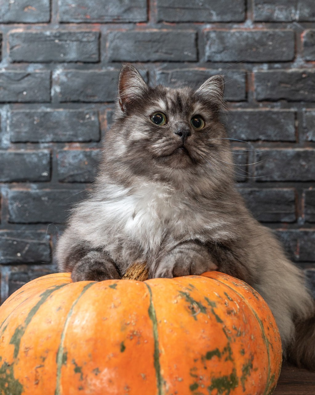 Continuation of the post And the pumpkin is getting smaller and smaller - My, The photo, cat, Pumpkin, Pets, Pet the cat, Nikon, Reply to post