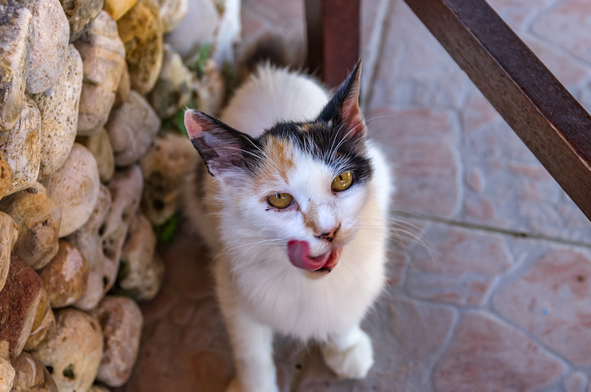 Mother cat - My, Greece, Kerkyra, Tavern, Tricolor cat, Kittens, Longpost