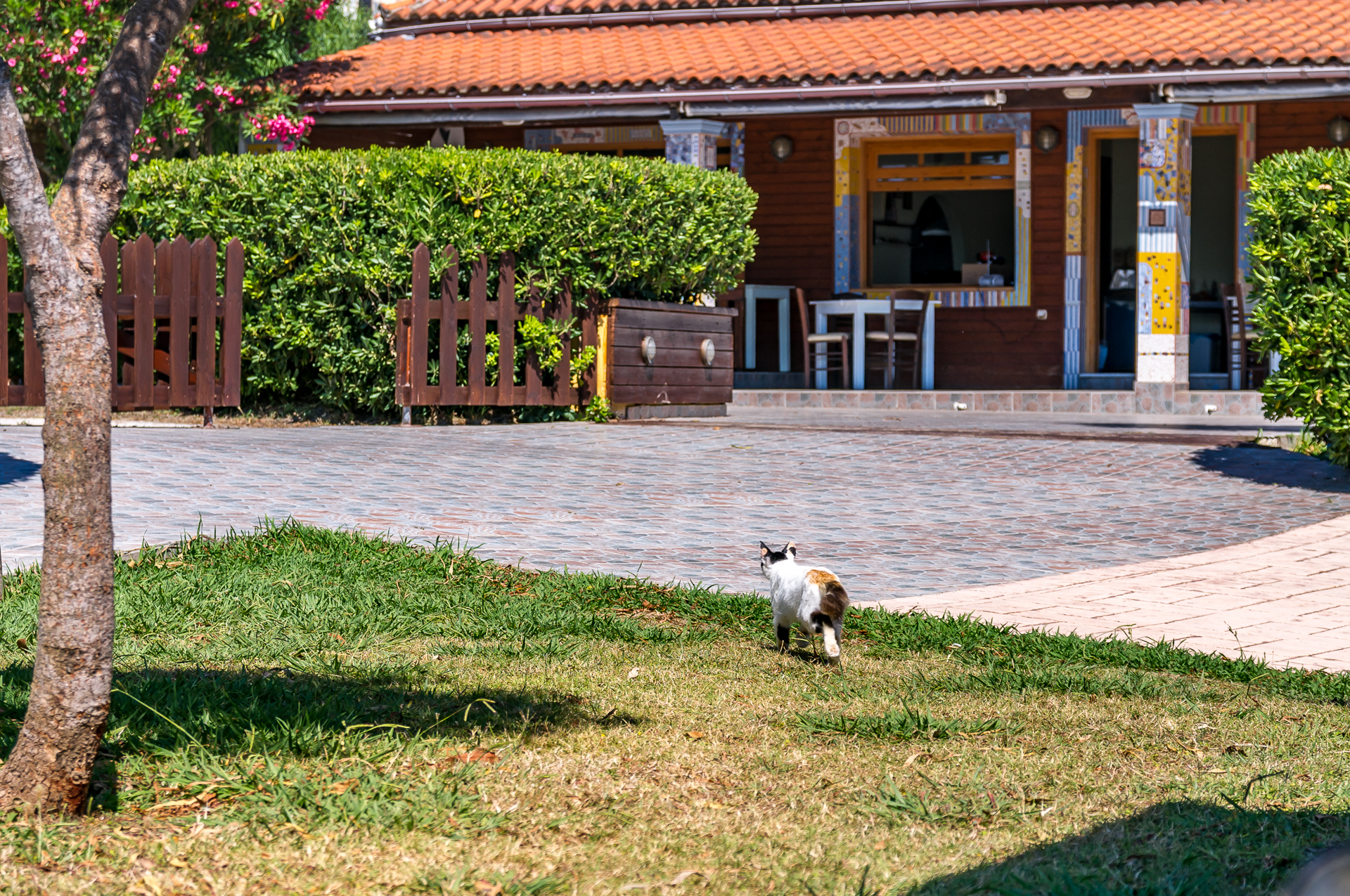 Mother cat - My, Greece, Kerkyra, Tavern, Tricolor cat, Kittens, Longpost