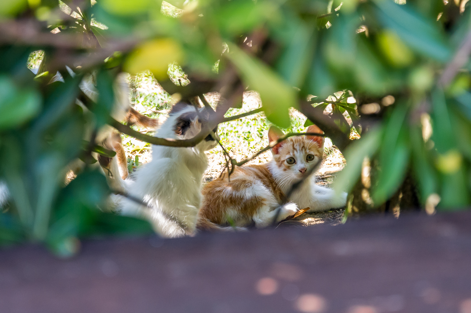 Mother cat - My, Greece, Kerkyra, Tavern, Tricolor cat, Kittens, Longpost