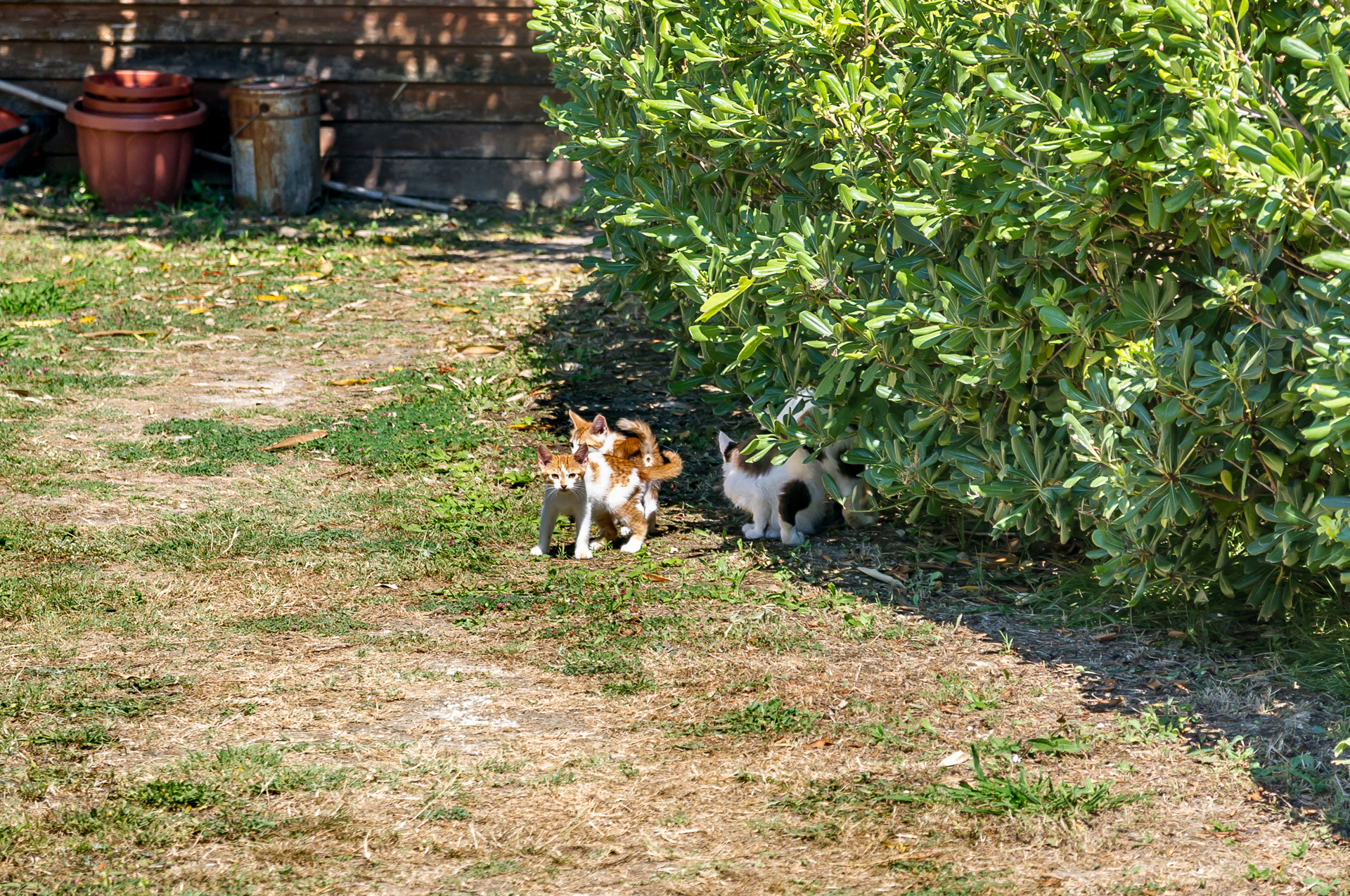 Mother cat - My, Greece, Kerkyra, Tavern, Tricolor cat, Kittens, Longpost