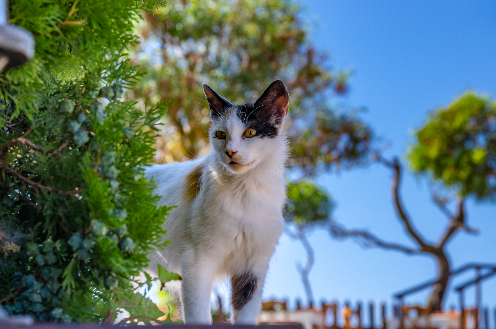 Mother cat - My, Greece, Kerkyra, Tavern, Tricolor cat, Kittens, Longpost