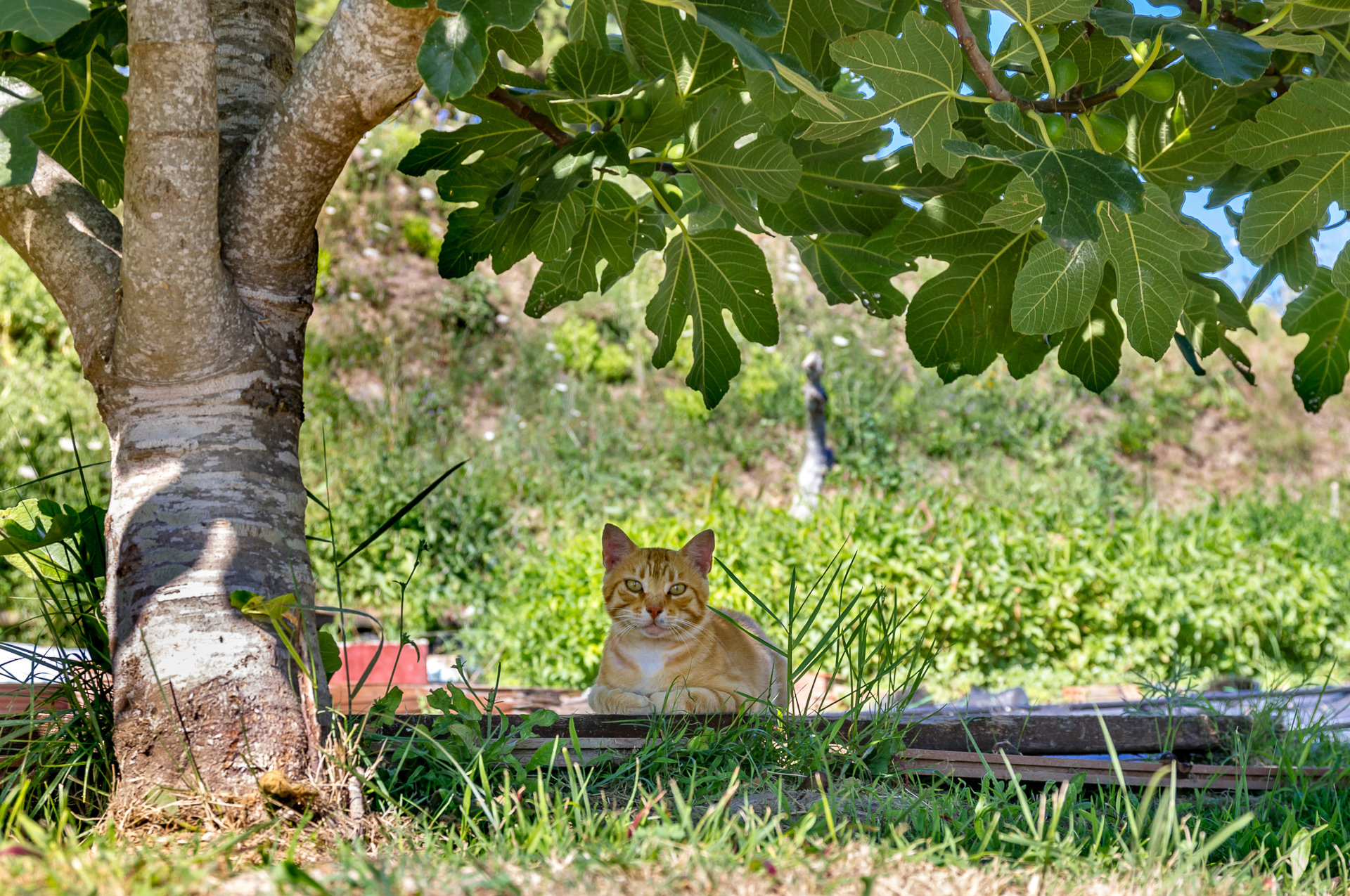 Mother cat - My, Greece, Kerkyra, Tavern, Tricolor cat, Kittens, Longpost