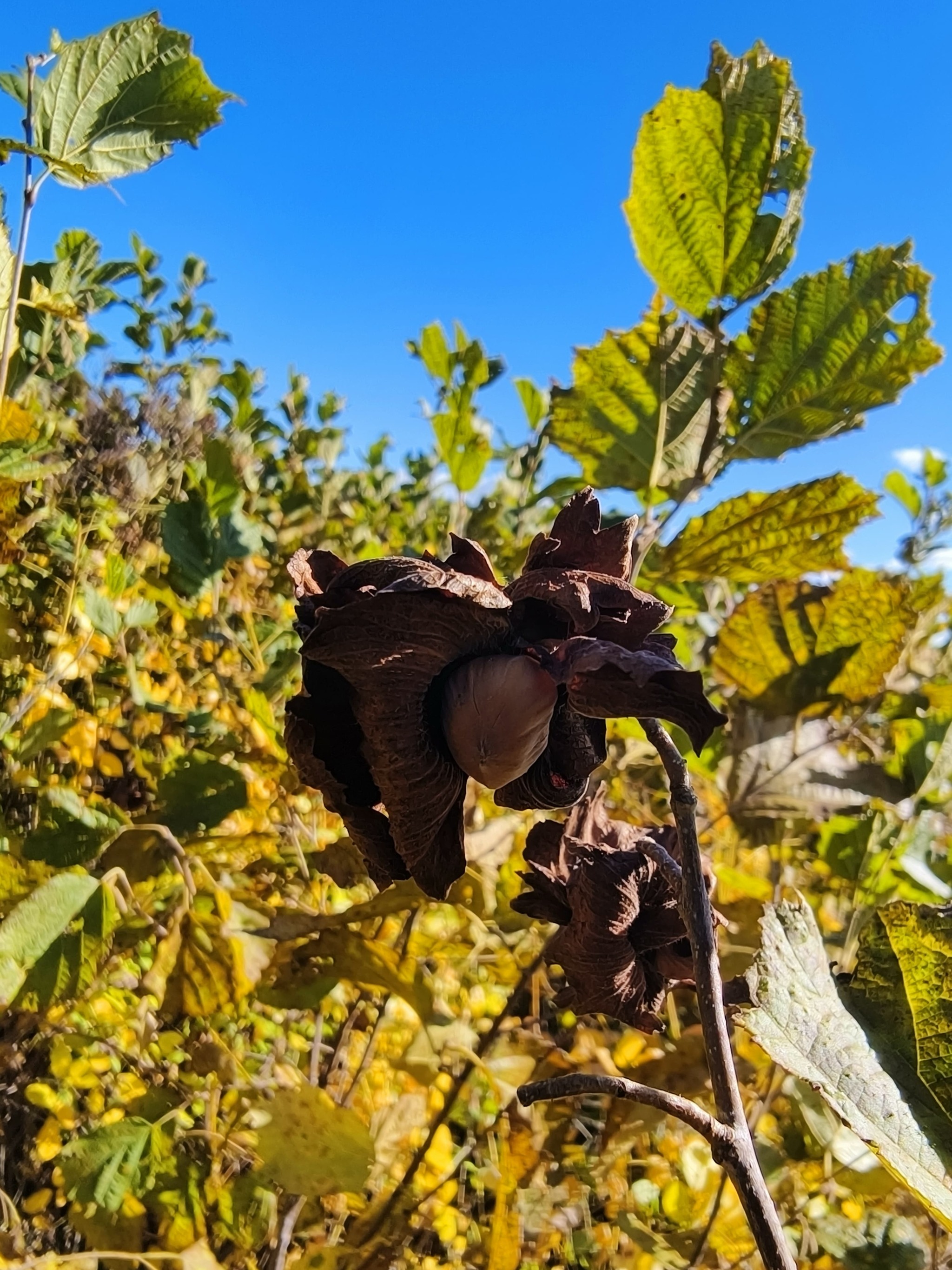 Far Eastern hazelnut - My, Hazelnut, Filbert, Hazel, Plants, Дальний Восток, Amur region, Hills, Walk, Forest, Collection, Longpost